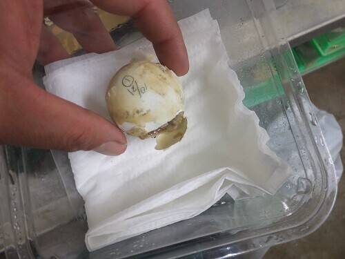 世にも奇妙なカメの卵 レプ担当のれぷブログ 野毛山動物園公式サイト 公益財団法人 横浜市緑の協会 世にも奇妙なカメの卵 レプ担当のれぷブログ 野毛山動物園公式サイト 公益財団法人 横浜市緑の協会