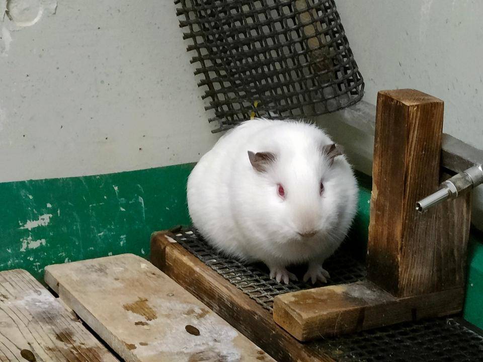 まるくなるアルビノモルモット1頭.jpg