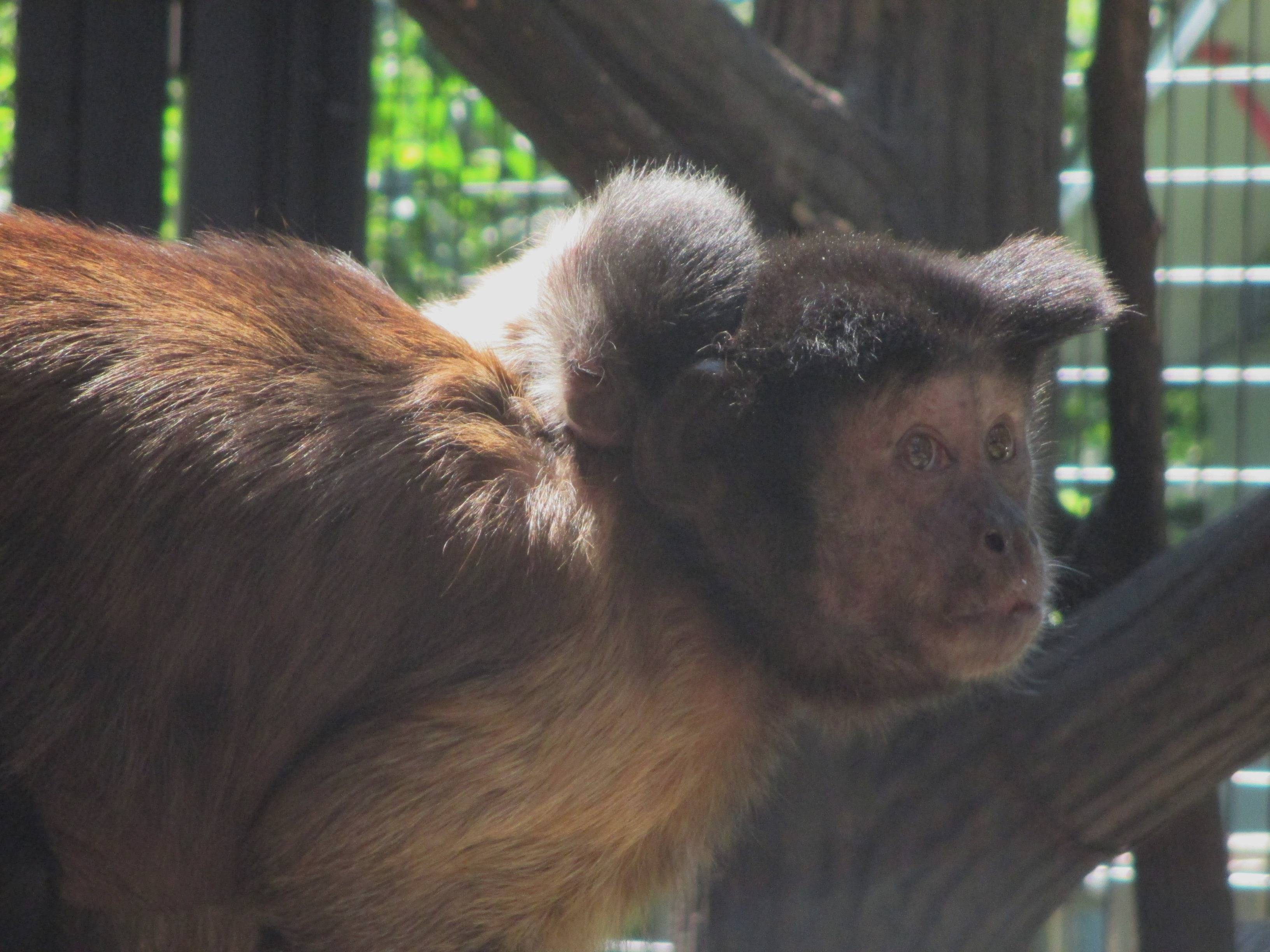 フサオマキザルの子どもが今年もうまれています 動物トピックス 野毛山動物園公式サイト 公益財団法人 横浜市緑の協会