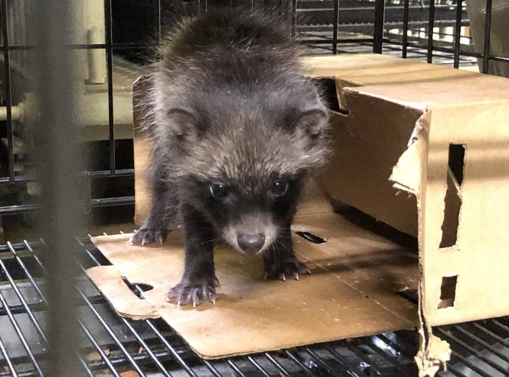たぬき 古信楽焼 たぬき タヌキ 狸 アンティーク骨董 山兼製