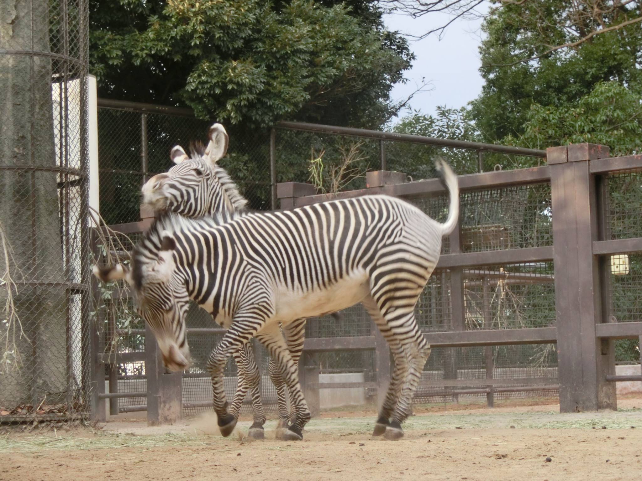 仲がいいのか 悪いのか 動物トピックス 野毛山動物園公式サイト 公益財団法人 横浜市緑の協会