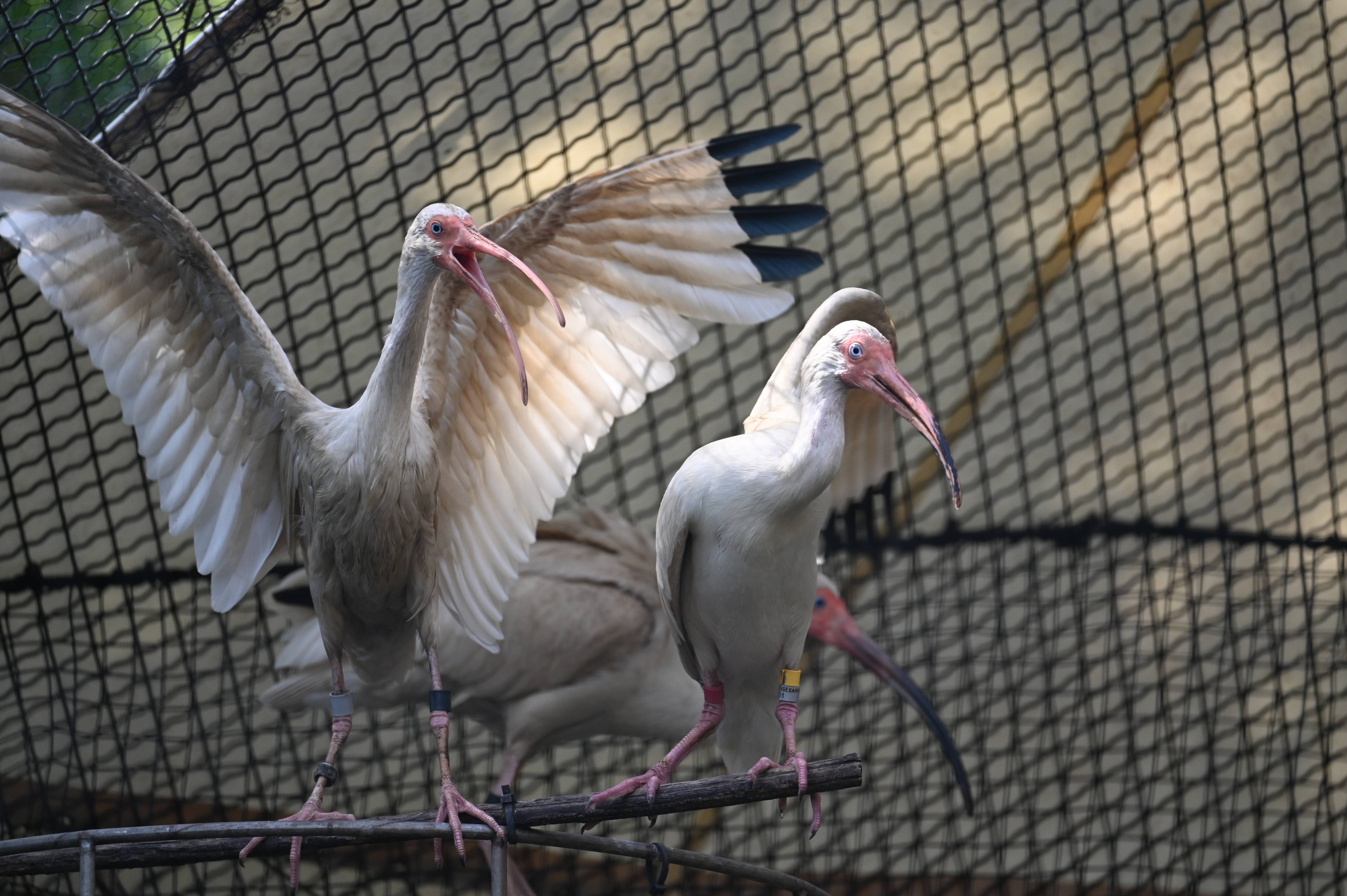翼を広げるシロトキとそれに驚くシロトキ