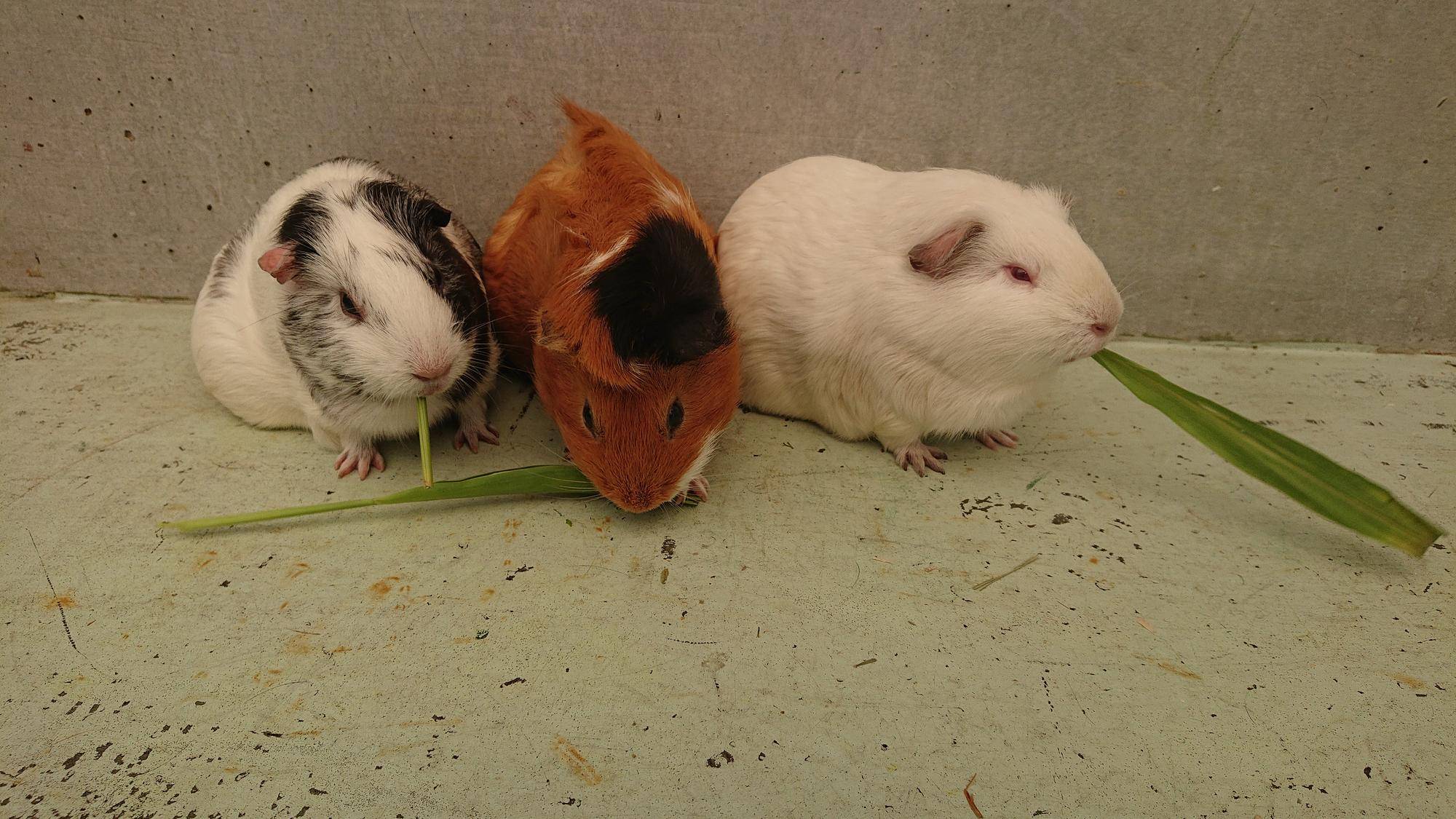 夏シリーズ 青草もぐもぐ.jpg