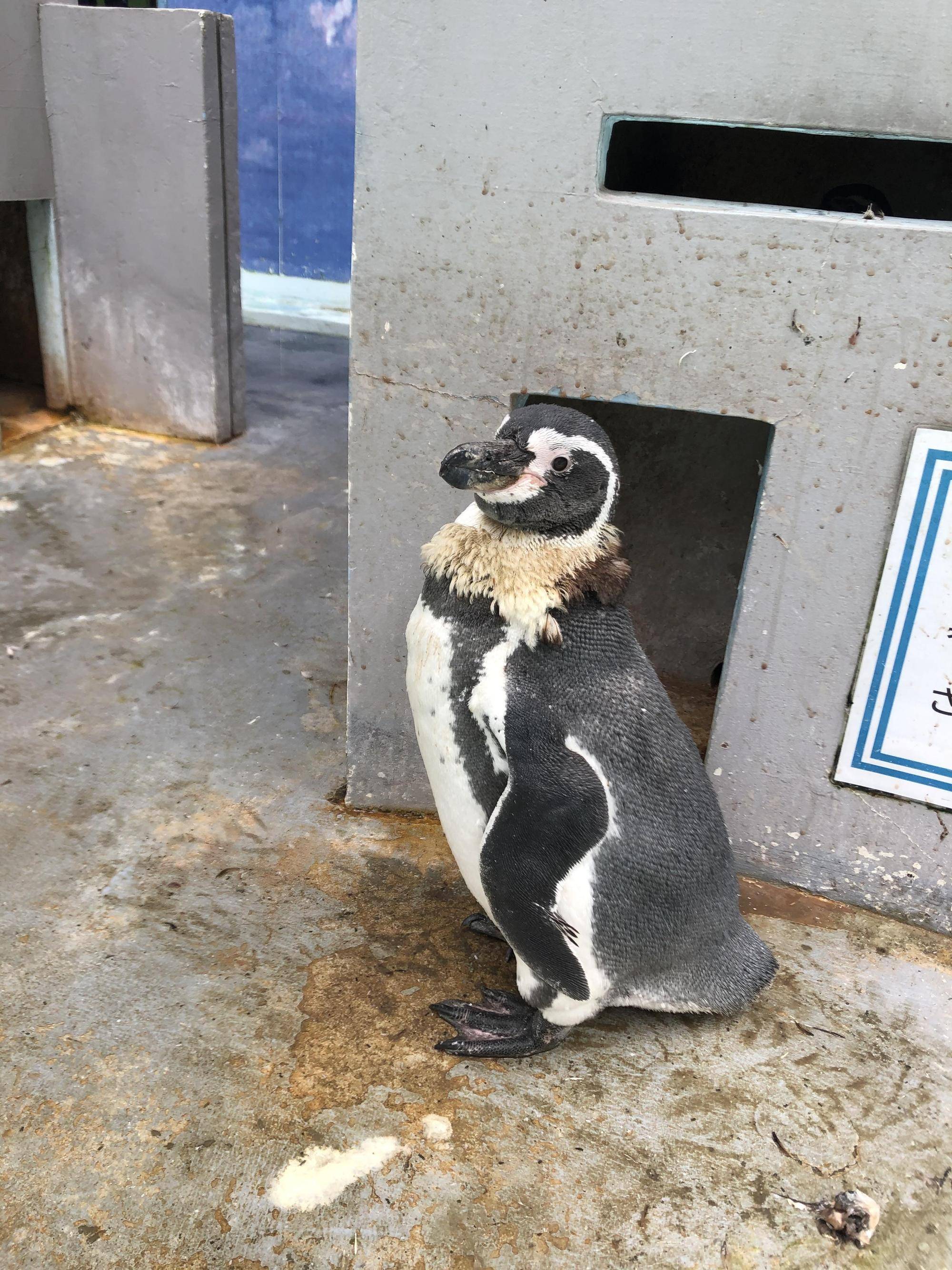 ペンギン換羽中.jpg