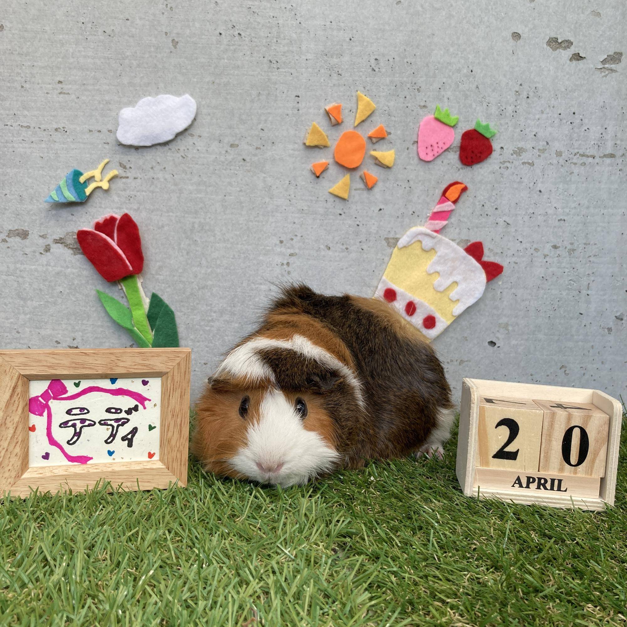今日のはぴもる テディ誕生日.jpg