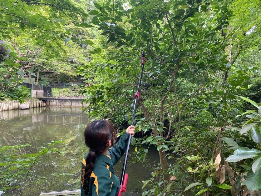 高枝切り鋏で枝を切る様子.jpg
