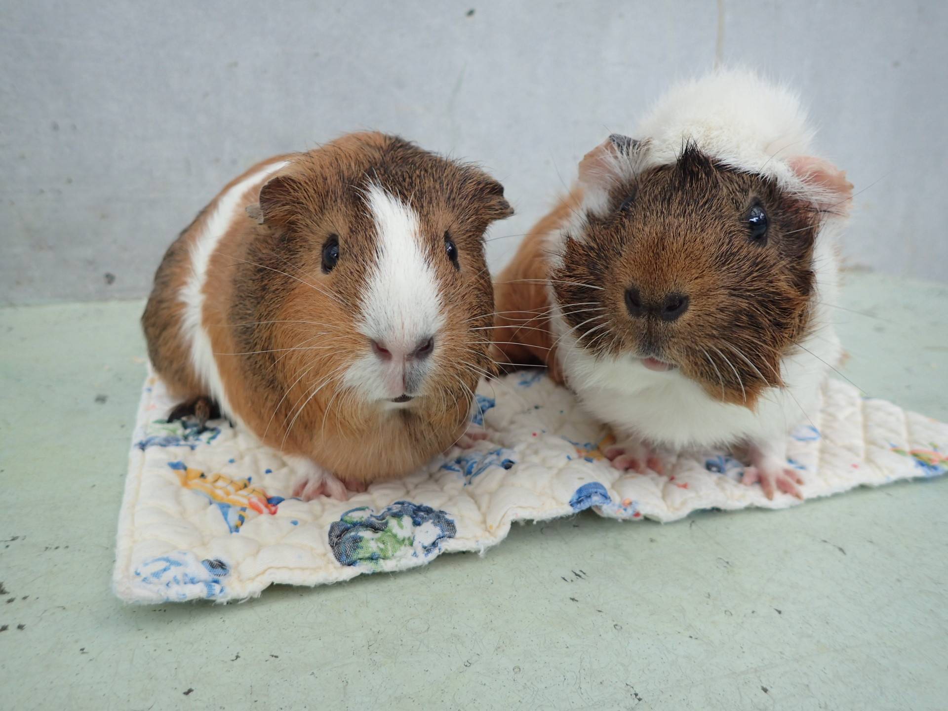 モルモットのお名前 見た目の巻 動物トピックス 野毛山動物園公式サイト 公益財団法人 横浜市緑の協会