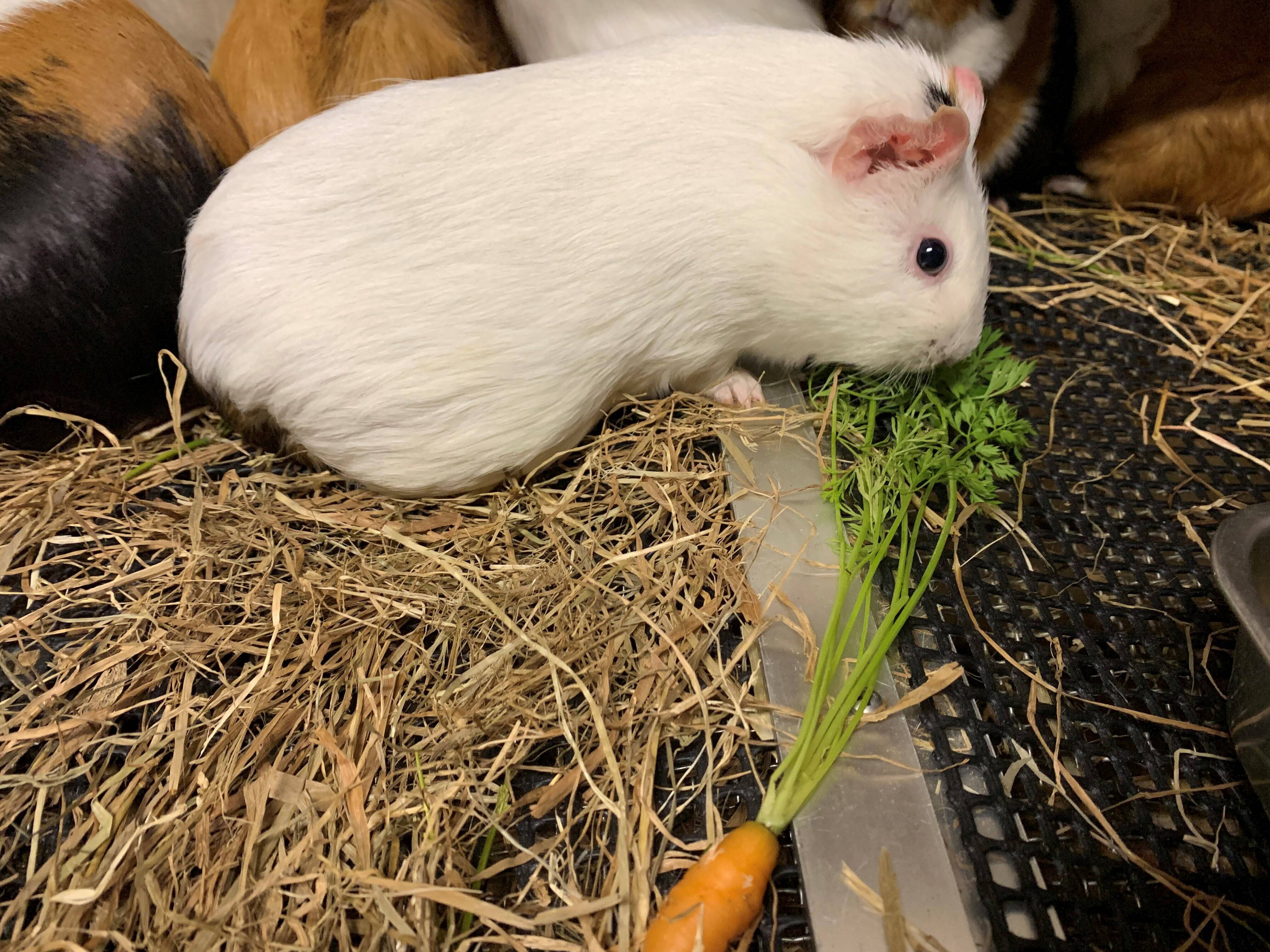 モル 人参④.jpg