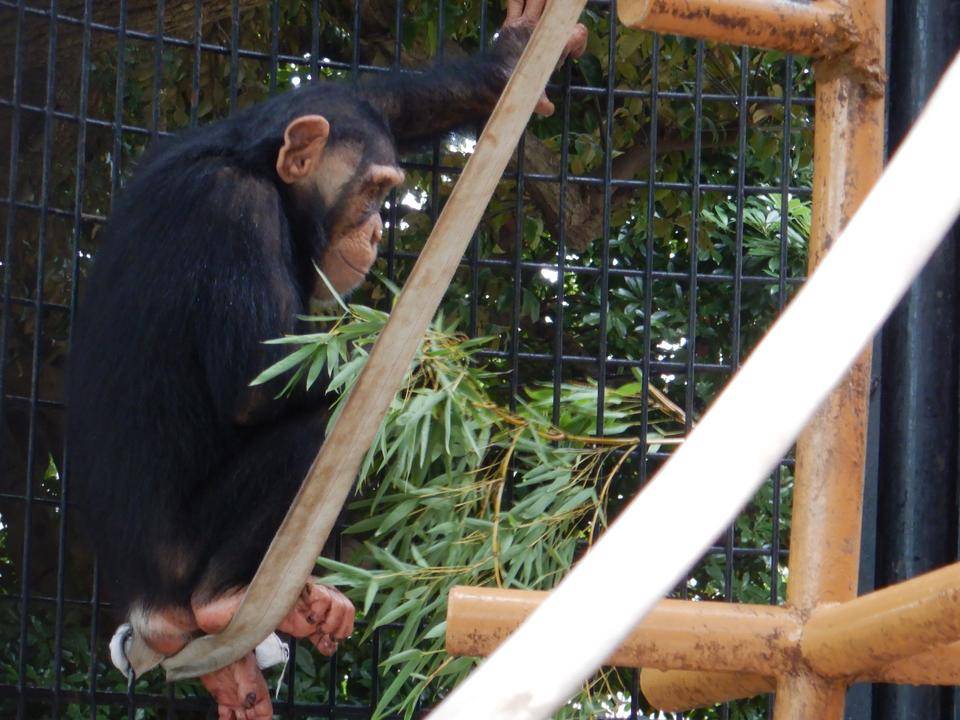 竹を持つチンパンジー.jpg
