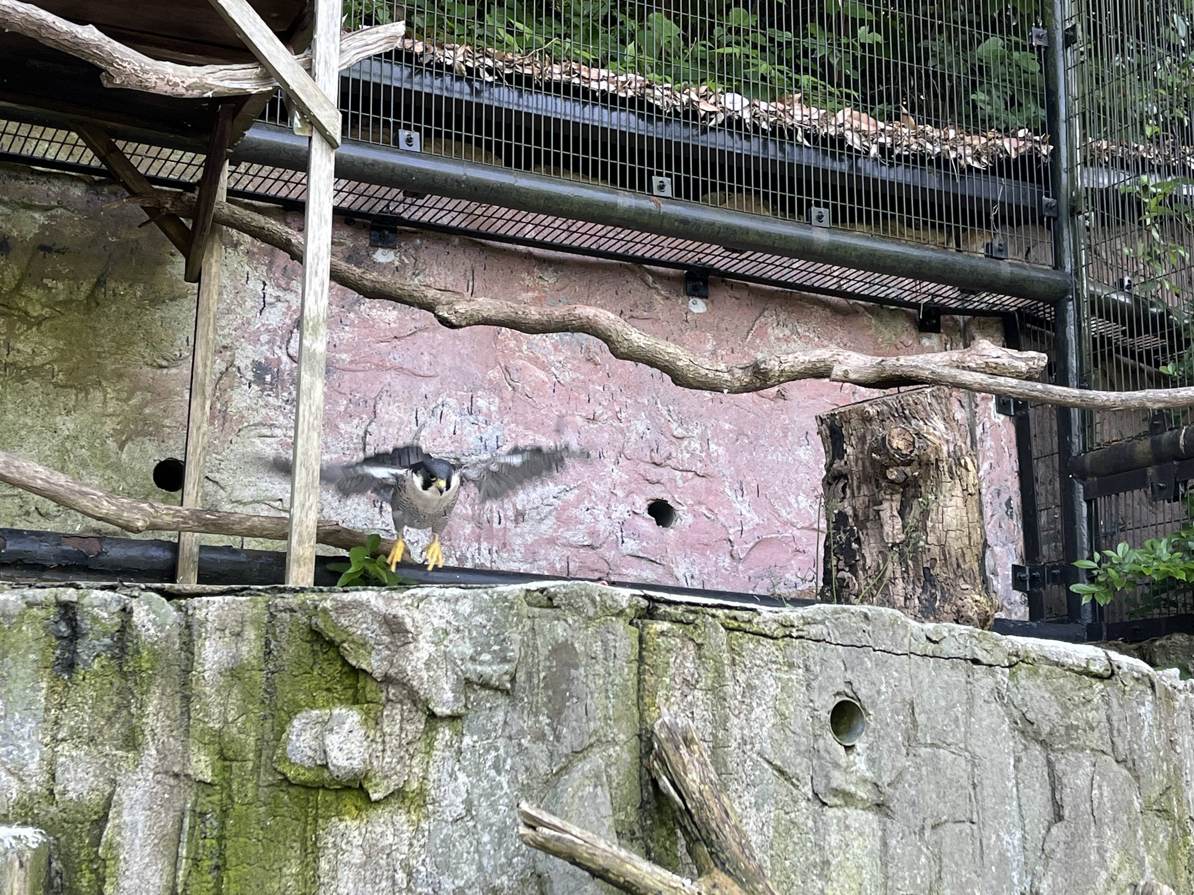 翼を広げ餌に向かうハヤミ1.jpg