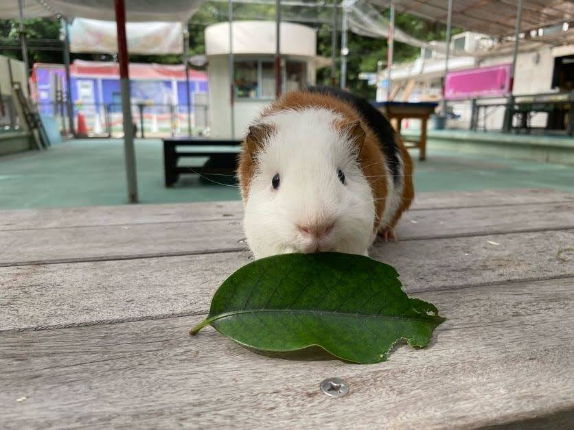 トウネズミモチの葉を前にする白いモルモット.jpg