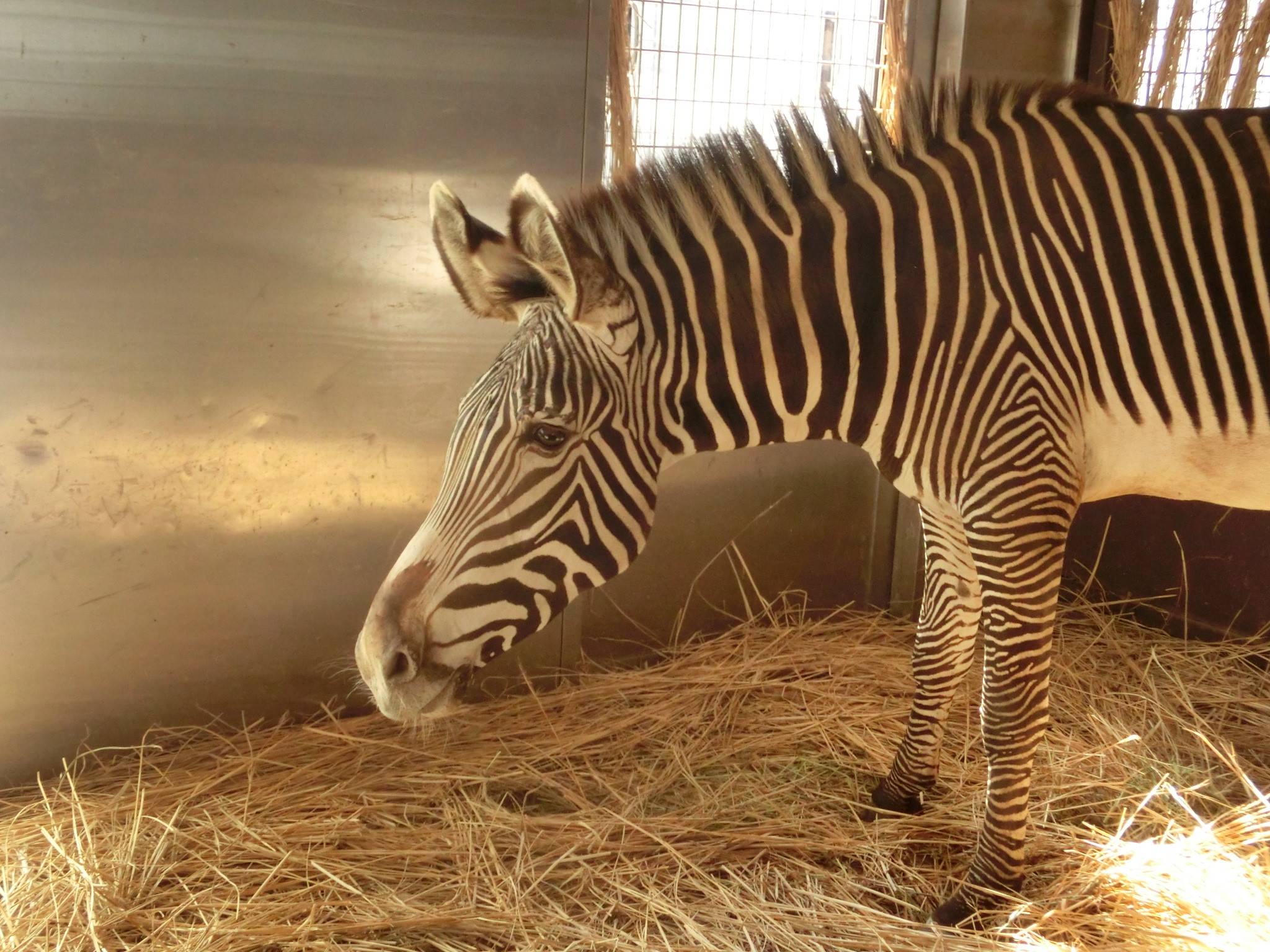 ラッキーミッションを成功させよ 動物トピックス 野毛山動物園公式サイト 公益財団法人 横浜市緑の協会 ラッキーミッションを成功させよ 動物トピックス 野毛山動物園公式サイト 公益財団法人 横浜市緑の協会