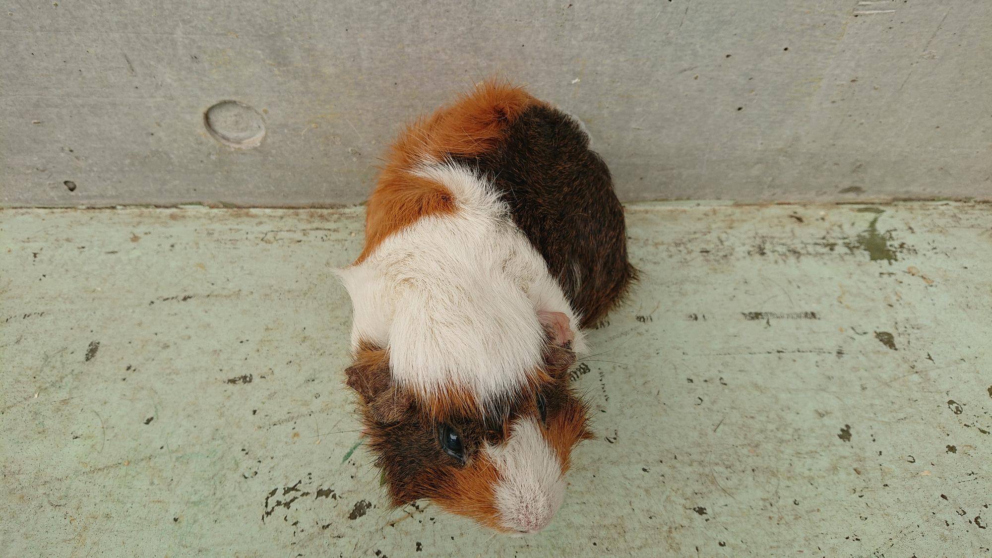 アカネ 真上.jpg