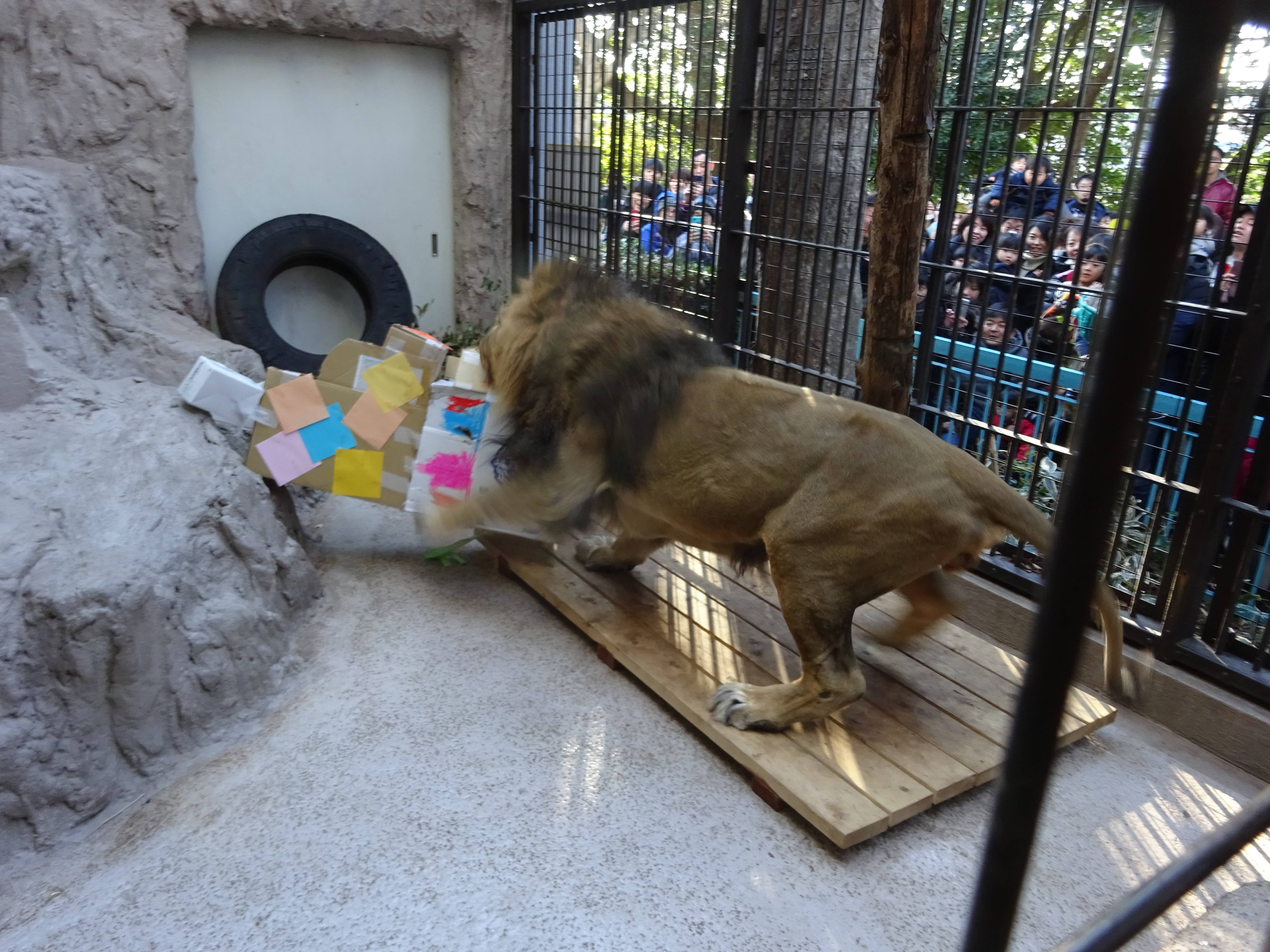 ラージャーの反応は のげやま とらいおん Try On 野毛山動物園公式サイト 公益財団法人 横浜市緑の協会 ラージャーの反応は のげやま とらいおん Try On 野毛山動物園公式サイト 公益財団法人 横浜市緑の協会