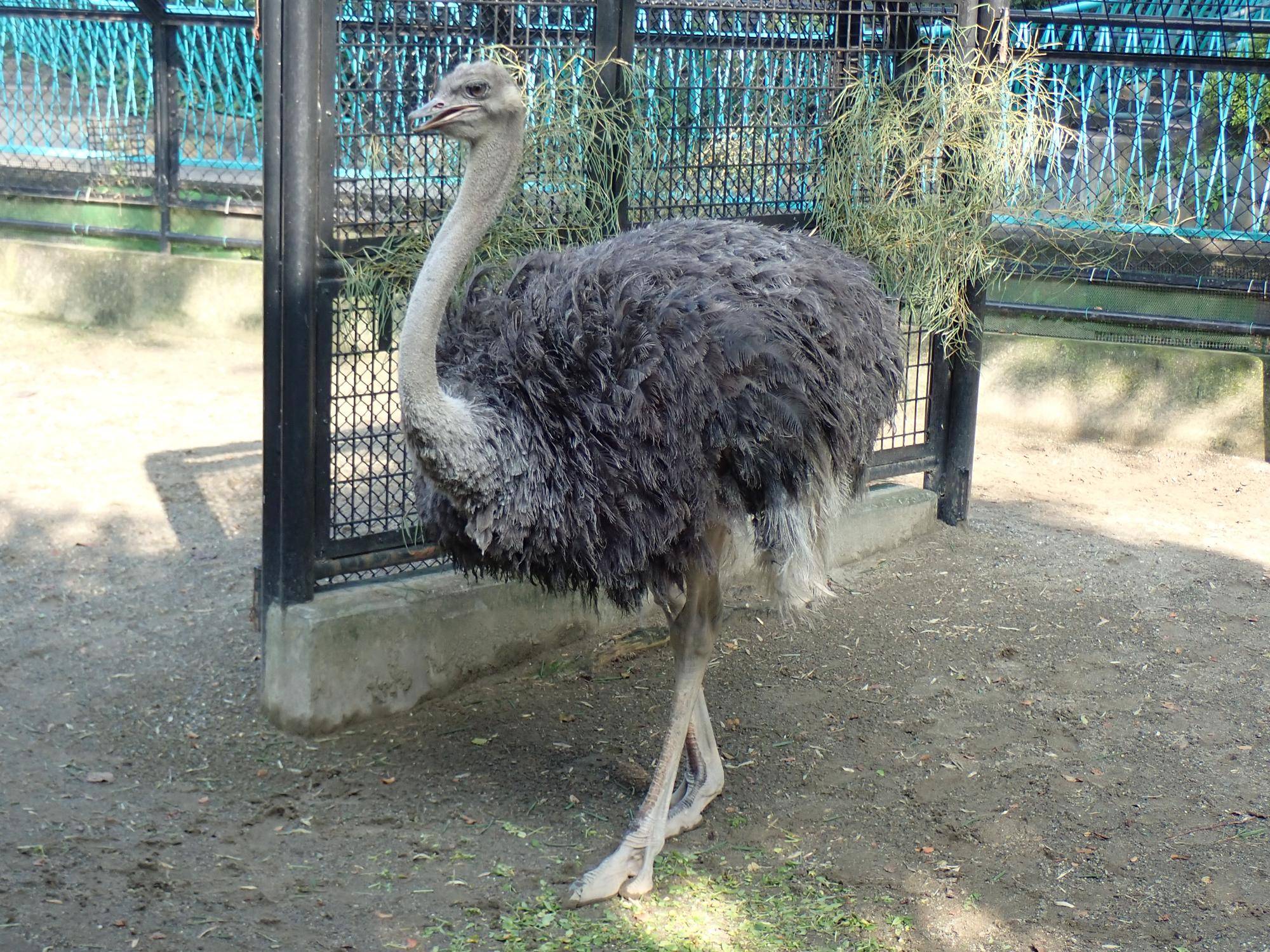 ダチョウ.jpg
