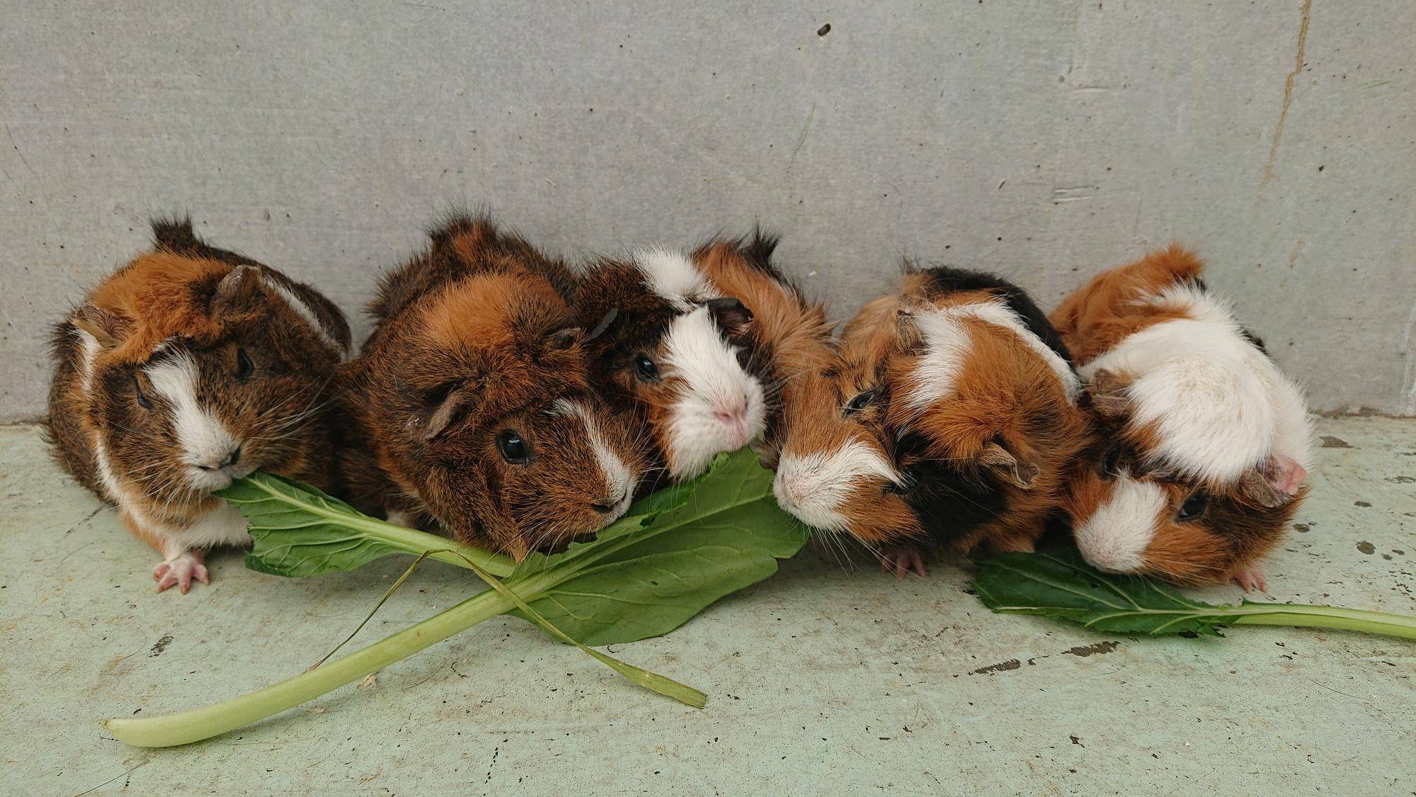 茶系の巻き毛モル達 青草もぐもぐ.jpg