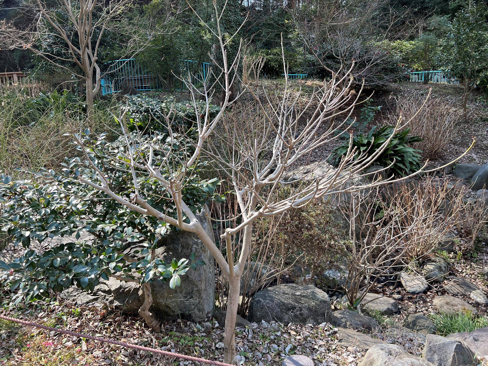 イヌビワ枝 (1).jpg