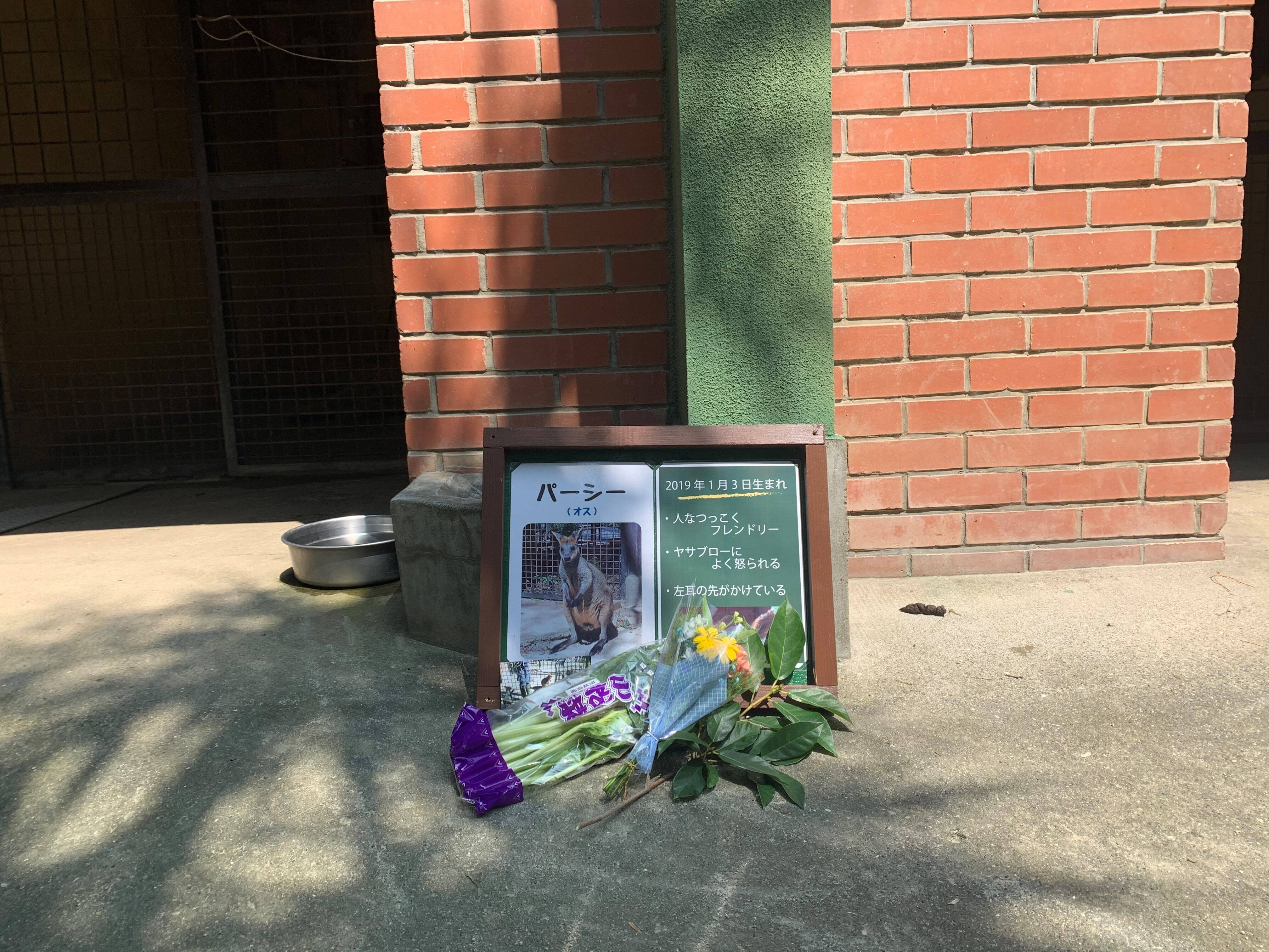 パーシー2 ブログ⑦.jpg