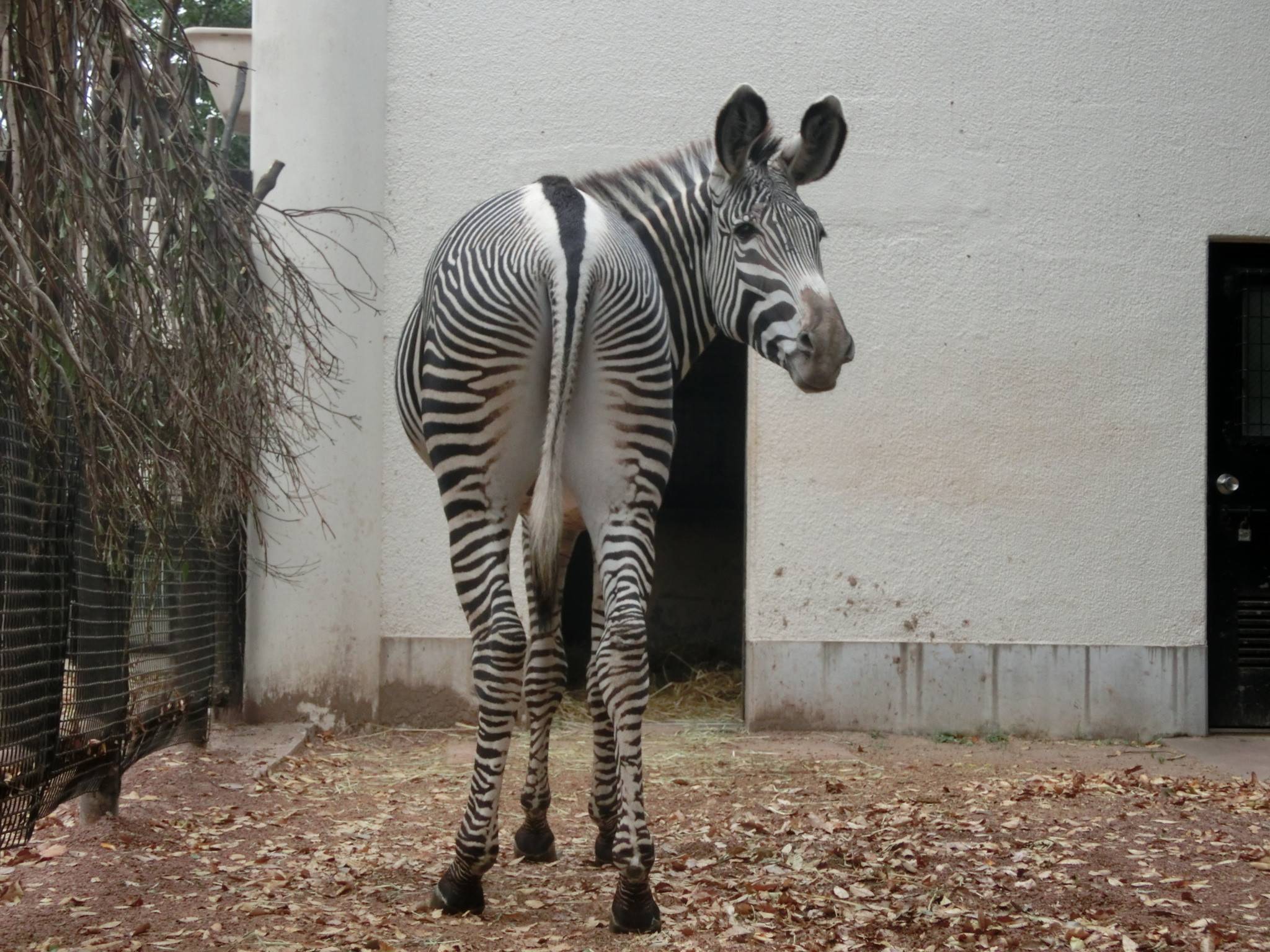 ココロ と ラッキー のキセキ 動物トピックス 野毛山動物園公式サイト 公益財団法人 横浜市緑の協会 ココロ と ラッキー のキセキ 動物トピックス 野毛山動物園公式サイト 公益財団法人 横浜市緑の協会
