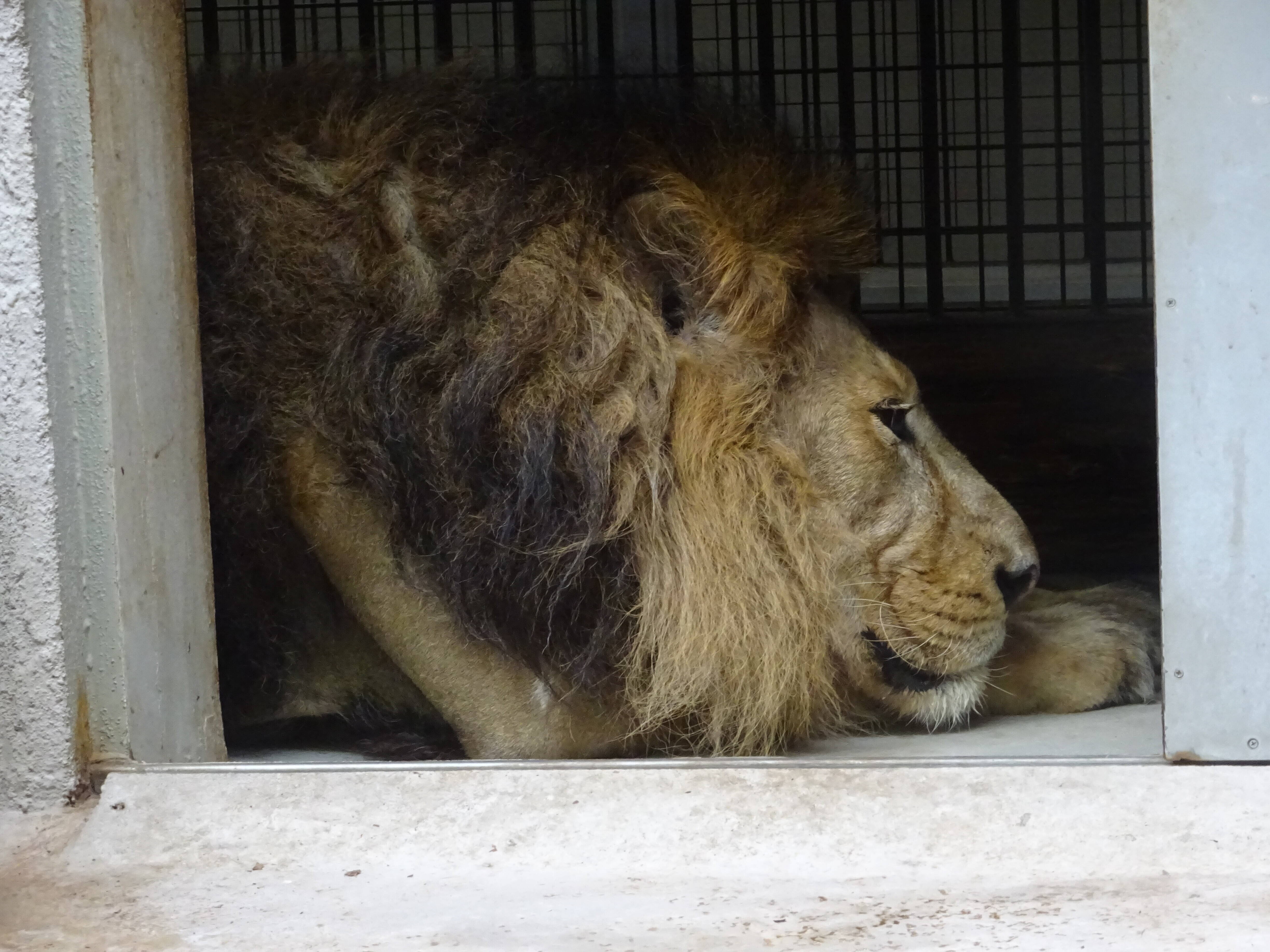 お休み中は のげやま とらいおん Try On 野毛山動物園公式サイト 公益財団法人 横浜市緑の協会