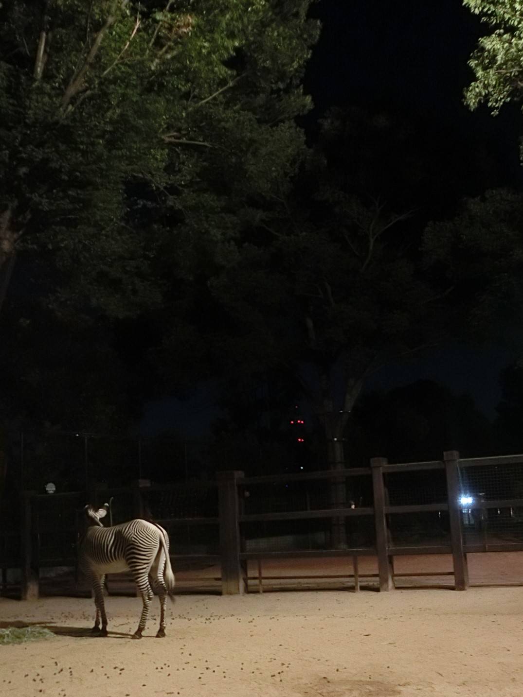 シマウマのナイトの様子.jpg