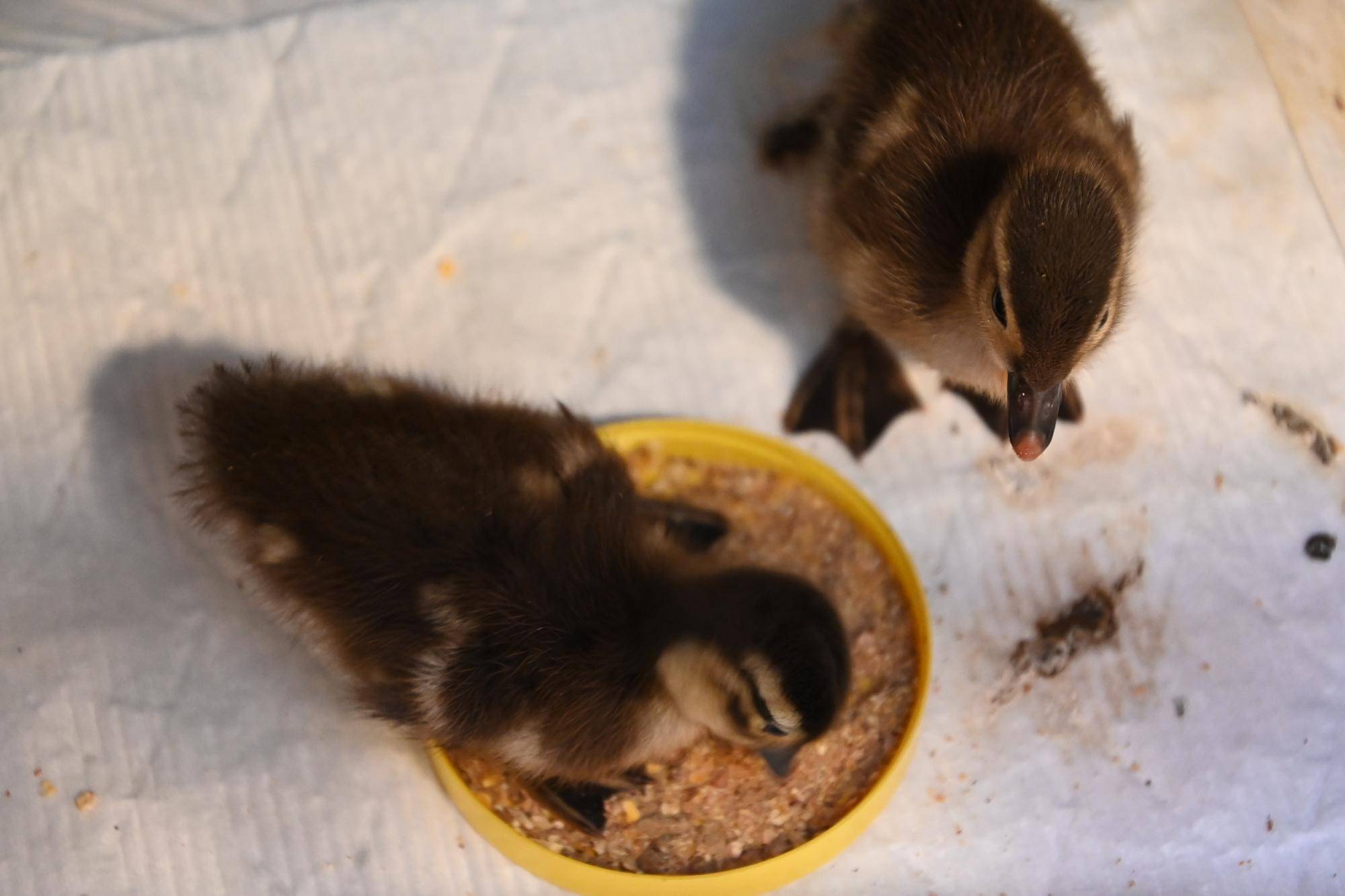 オシドリのヒナ 餌付かせ中.jpg