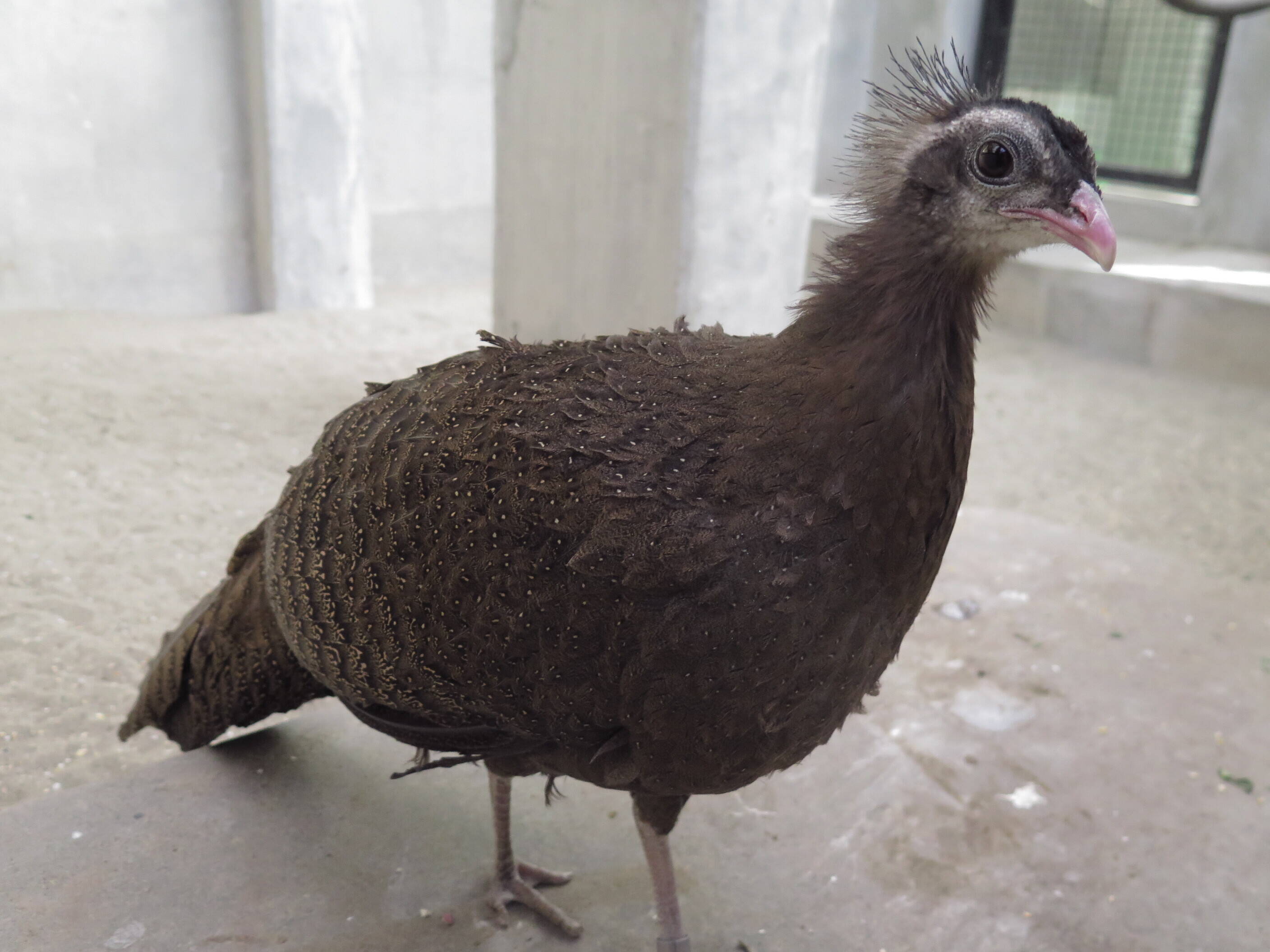 Nogeyama Zoo Collection Vol 1 動物トピックス 野毛山動物園公式サイト 公益財団法人 横浜市緑の協会 Nogeyama Zoo Collection Vol 1 動物トピックス 野毛山動物園公式サイト 公益財団法人 横浜市緑の協会