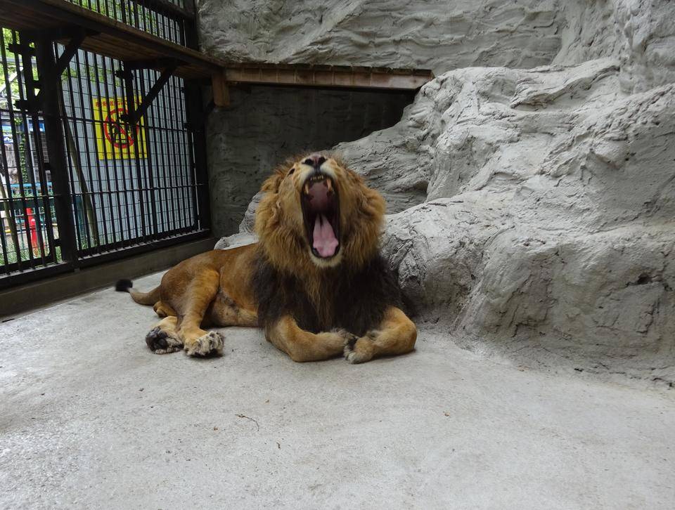 はやく帰ってきて のげやま とらいおん Try On 野毛山動物園公式サイト 公益財団法人 横浜市緑の協会 はやく帰ってきて のげやま とらいおん Try On 野毛山動物園公式サイト 公益財団法人 横浜市緑の協会