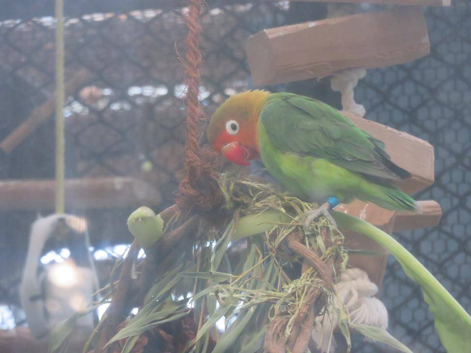 インコがリースを登り切り、ウロウロ