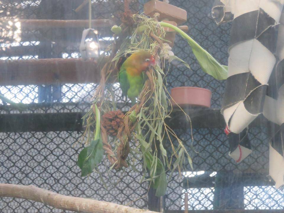 インコがリースをヨジヨジ登るpart3