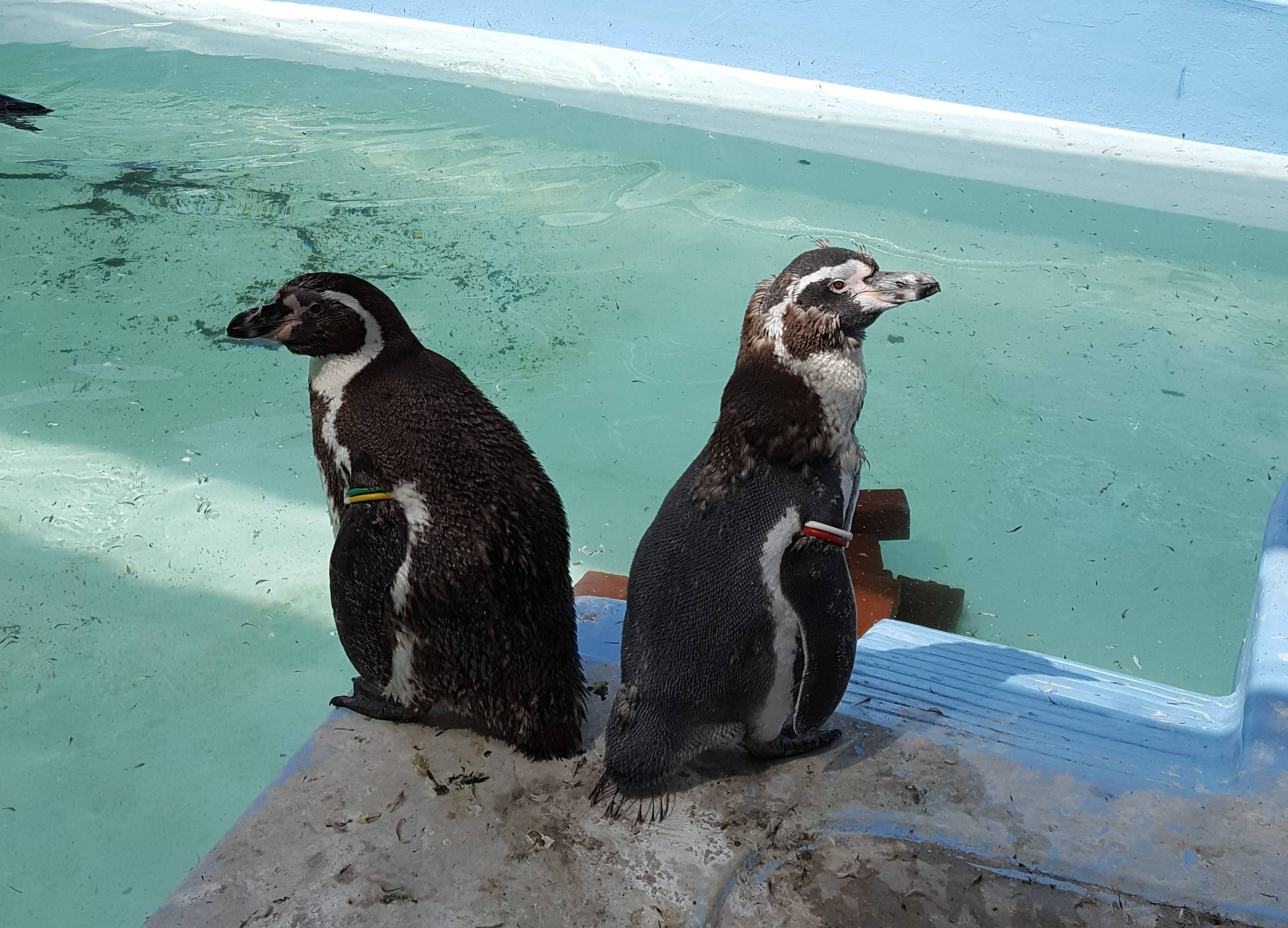 ③換羽ペンギン.jpg