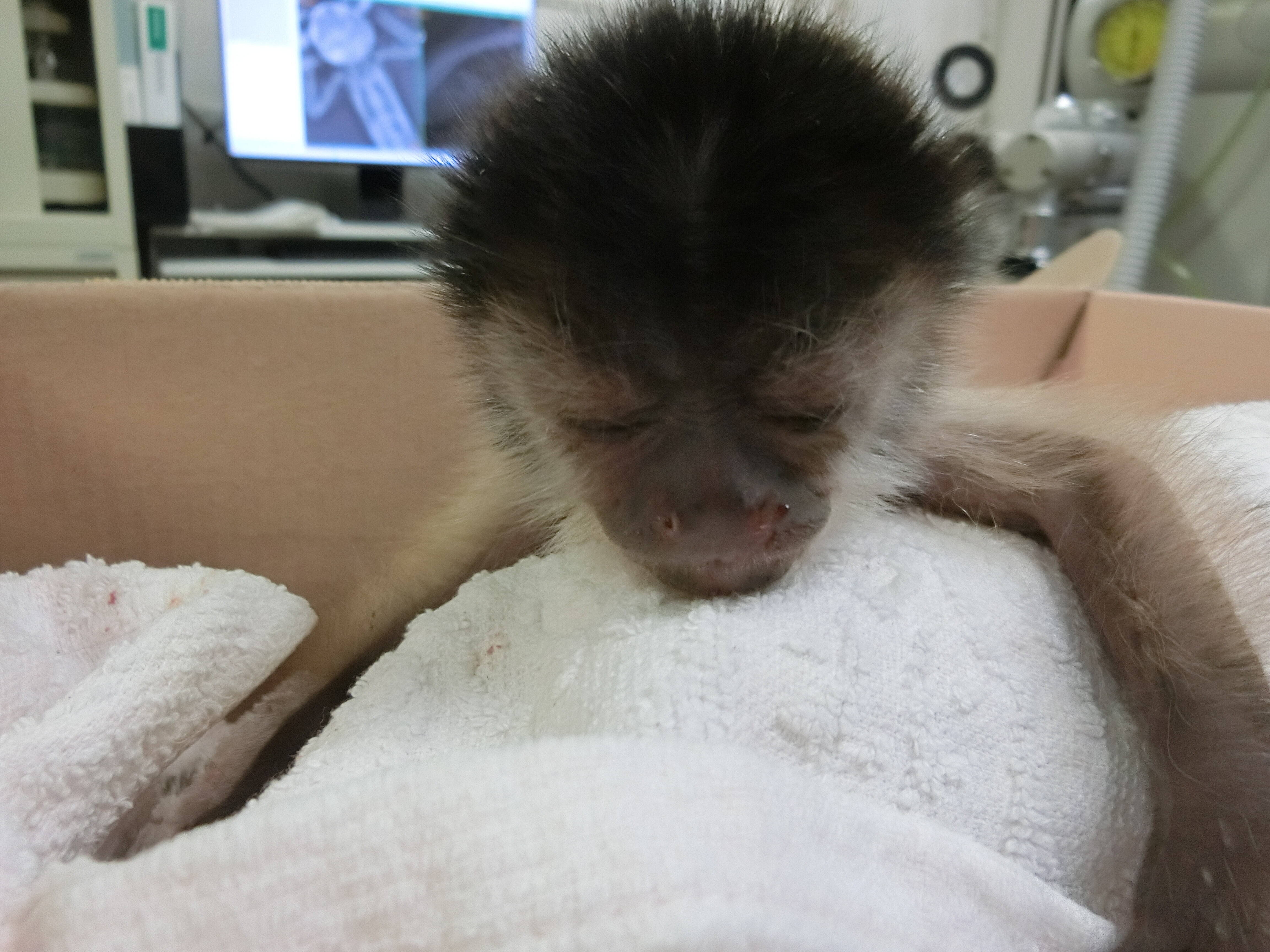 フサオマキザルの赤ちゃんを救え 動物トピックス 野毛山動物園公式サイト 公益財団法人 横浜市緑の協会 フサオマキザルの赤ちゃんを救え 動物トピックス 野毛山動物園公式サイト 公益財団法人 横浜市緑の協会