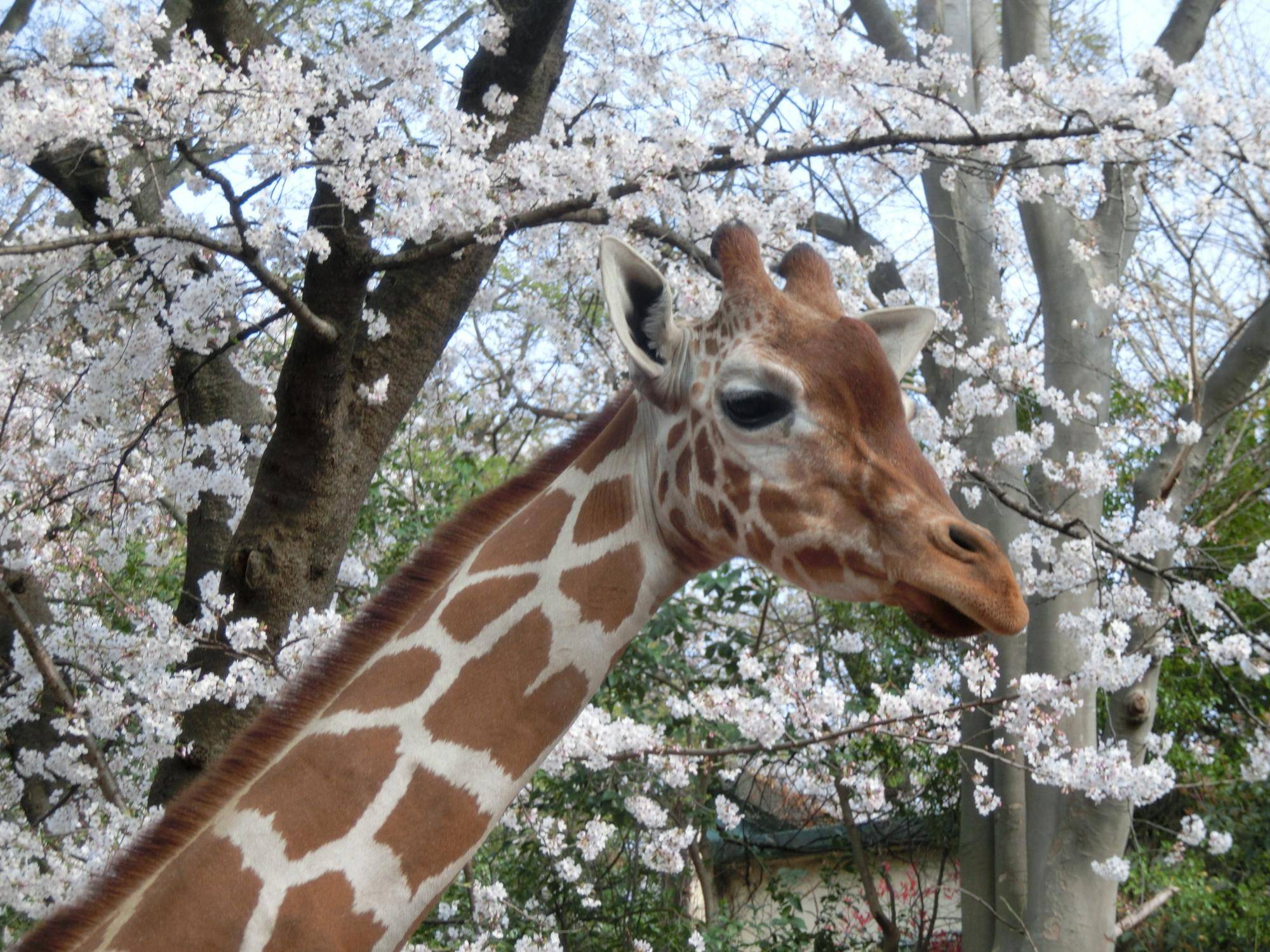 Zoo is the peace.|動物トピックス｜ブログ|野毛山動物園公式