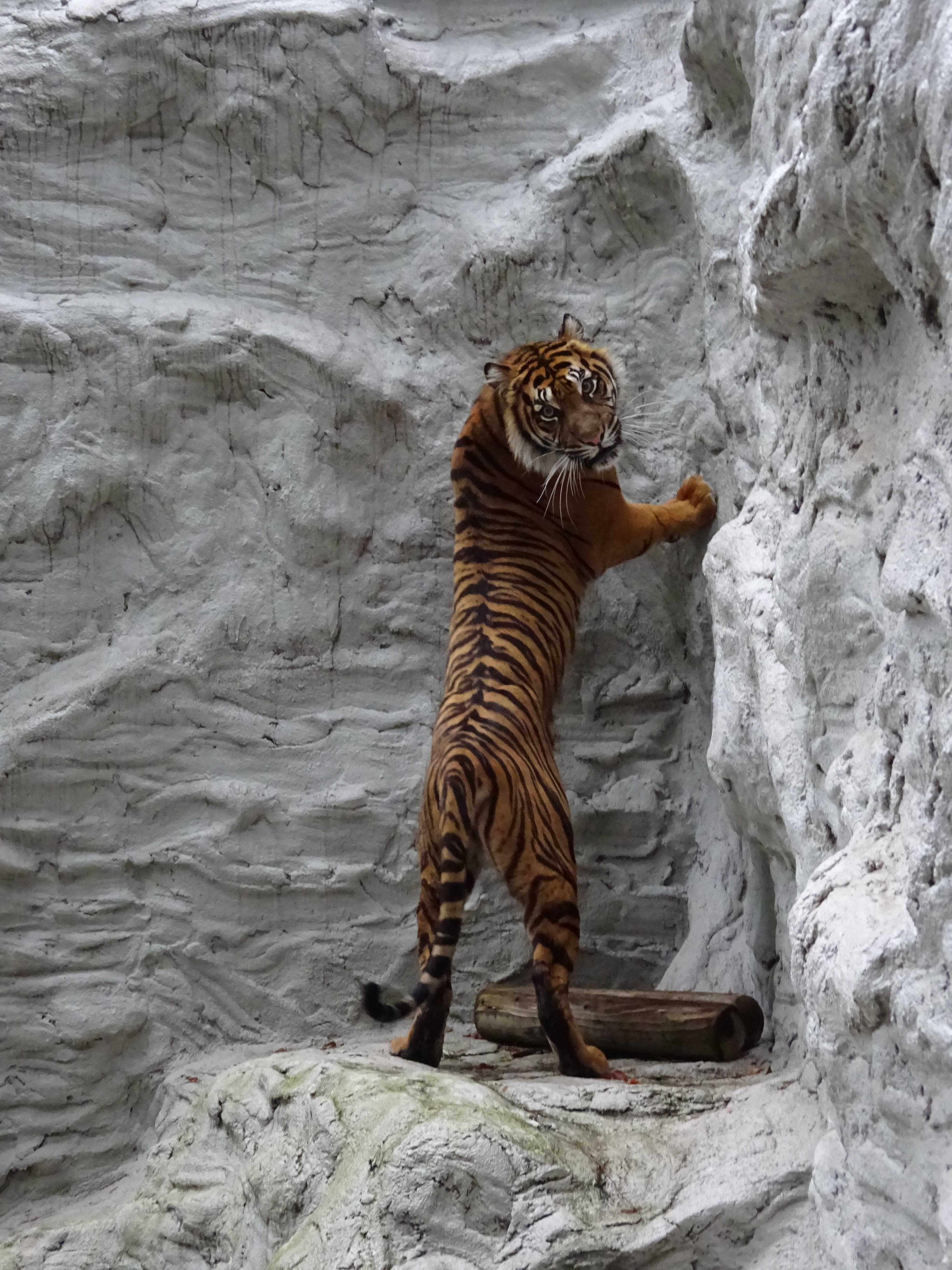 妖怪 鵺 が保護されました 動物トピックス 野毛山動物園公式サイト 公益財団法人 横浜市緑の協会