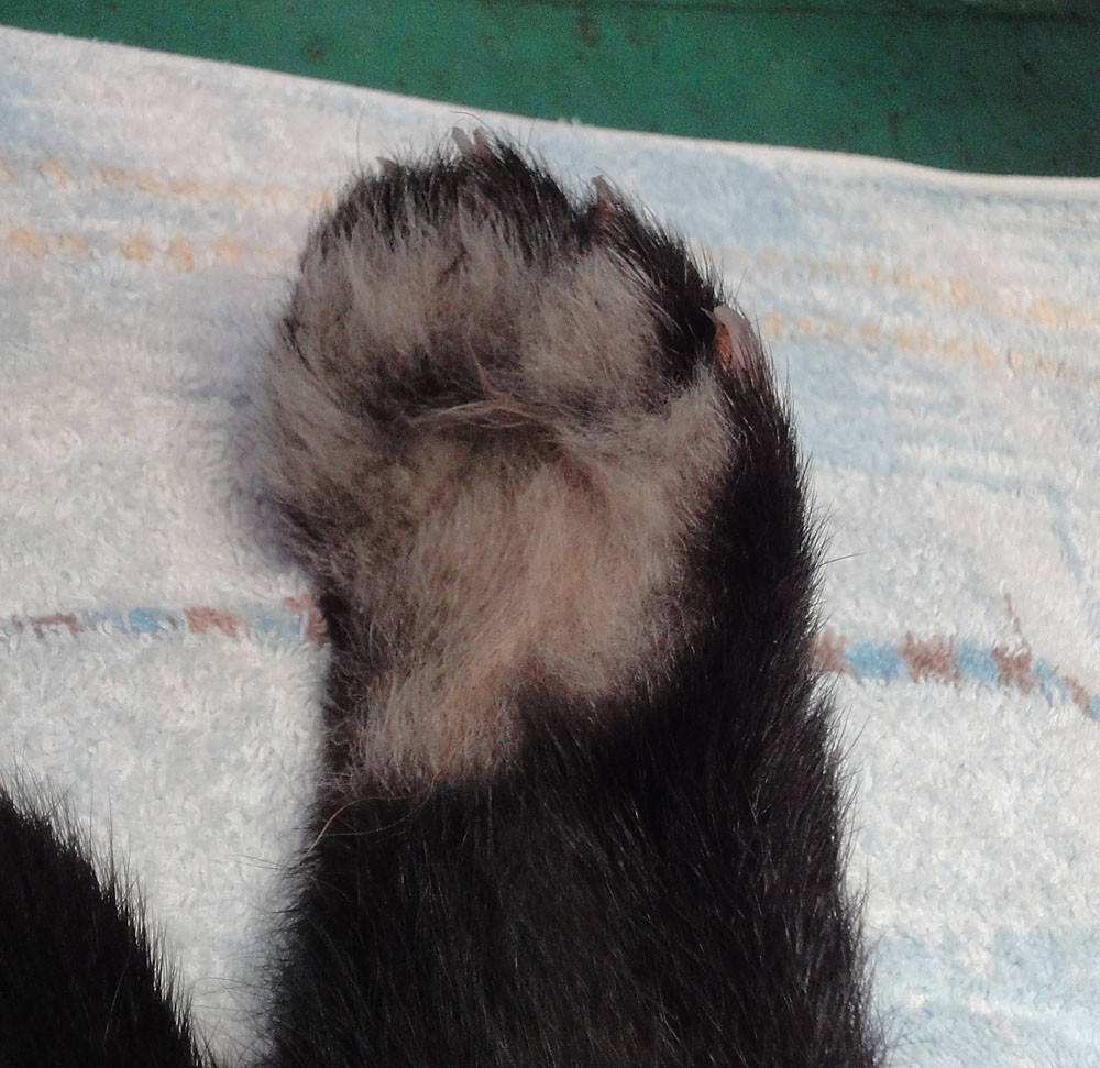 つかみの技をご覧あれ 動物トピックス 野毛山動物園公式サイト 公益財団法人 横浜市緑の協会
