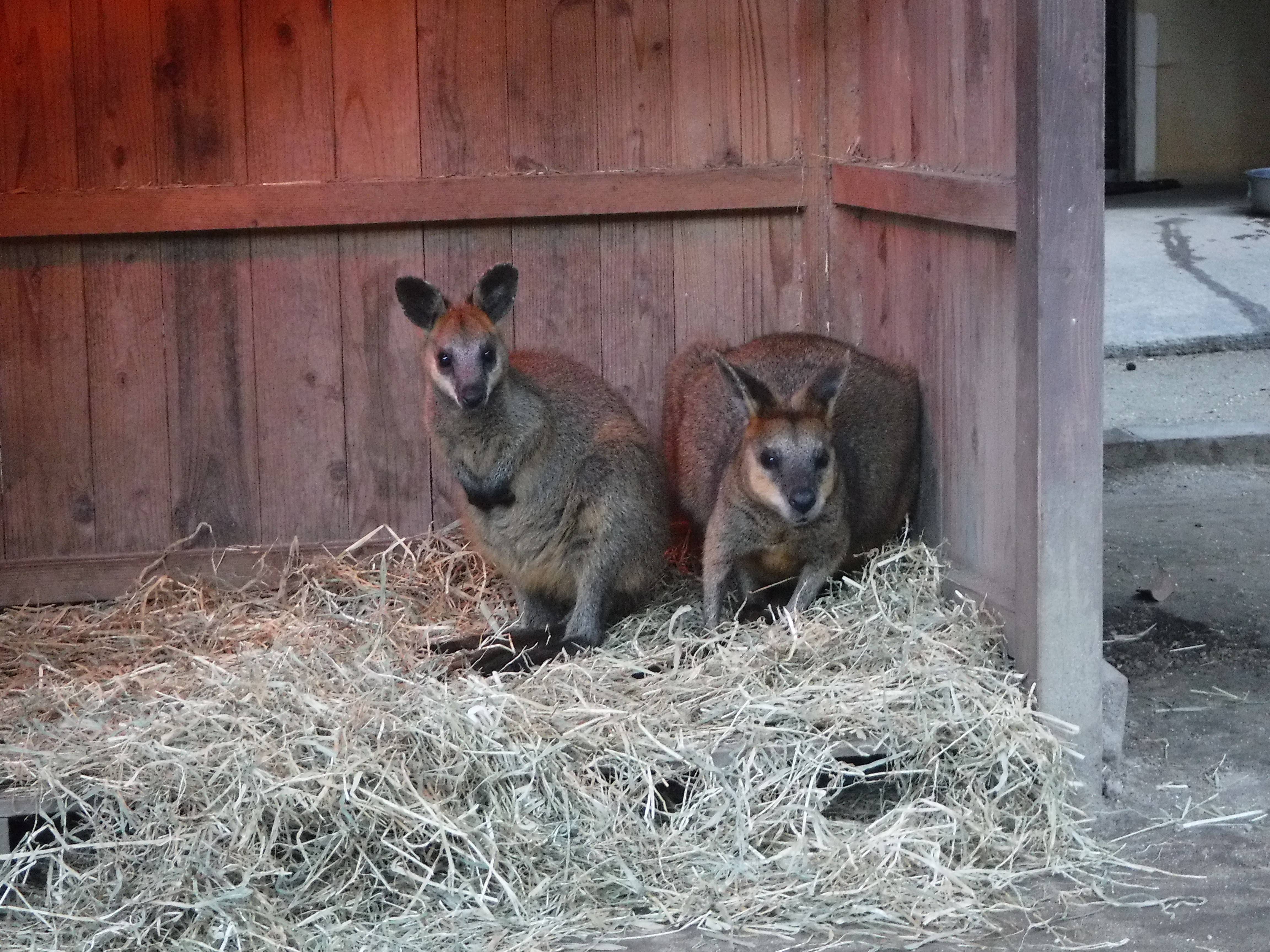 DSCF2165.jpg