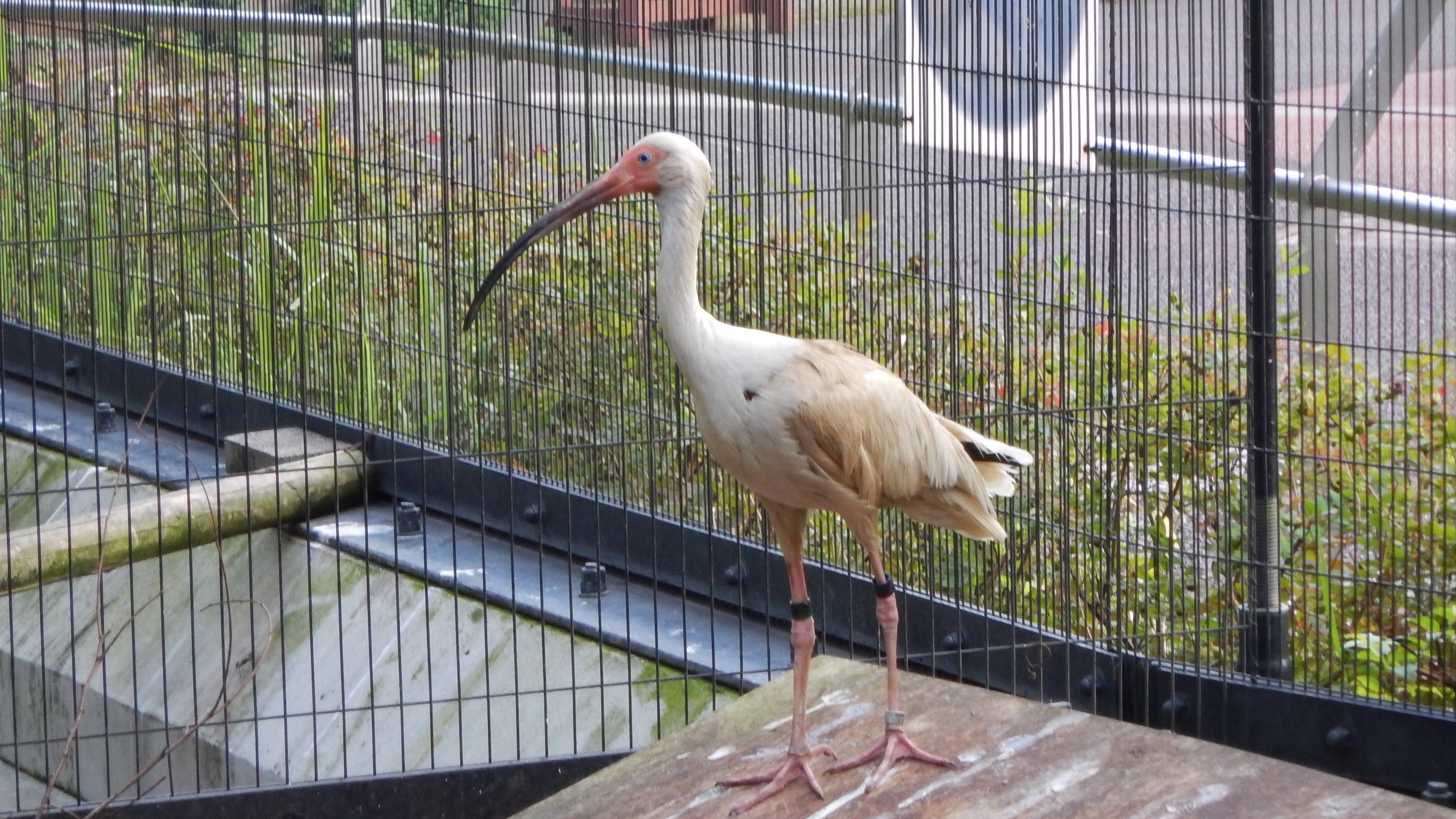 シロトキの写真