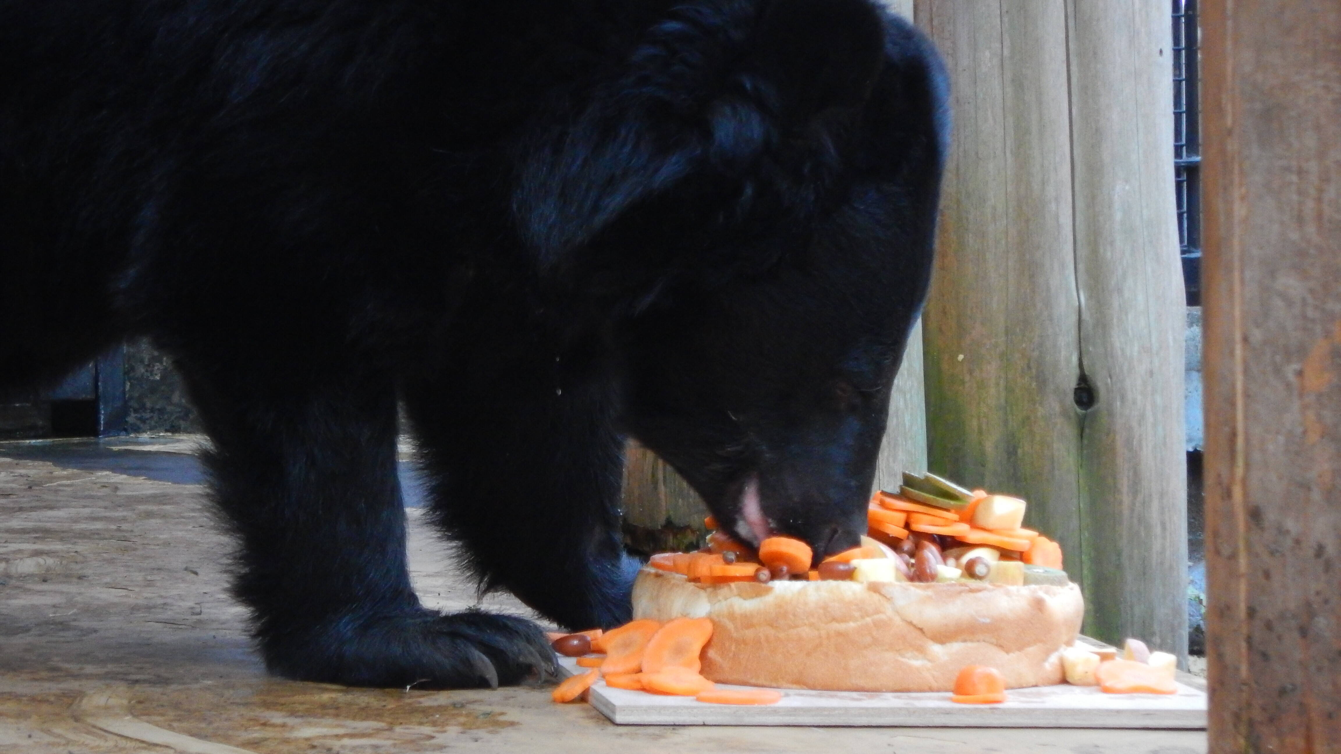 誕生日プレゼントのおはなし 動物トピックス 野毛山動物園公式サイト 公益財団法人 横浜市緑の協会 誕生日プレゼントのおはなし 動物トピックス 野毛山動物園公式サイト 公益財団法人 横浜市緑の協会