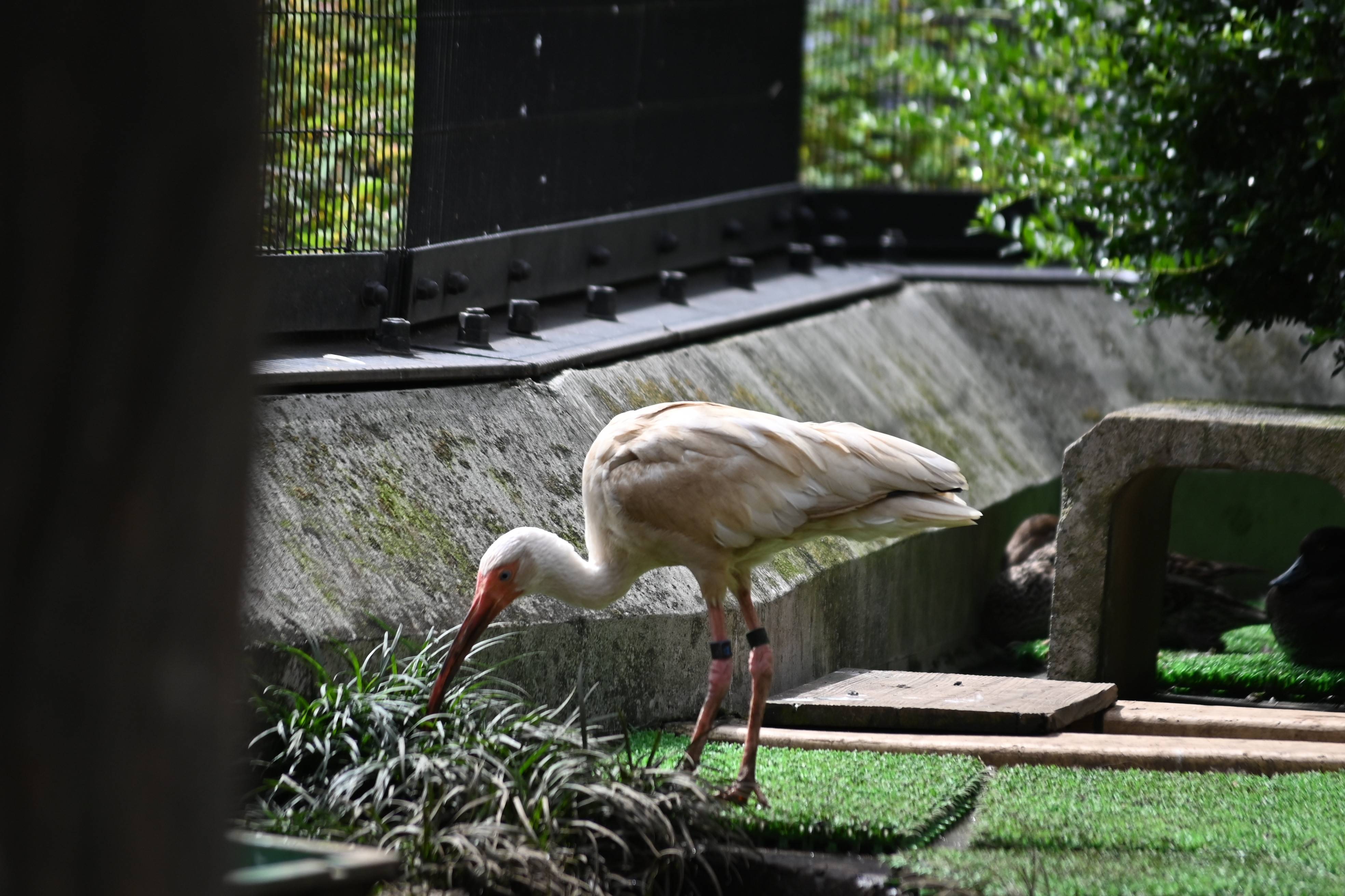 再び餌を探すシロトキ