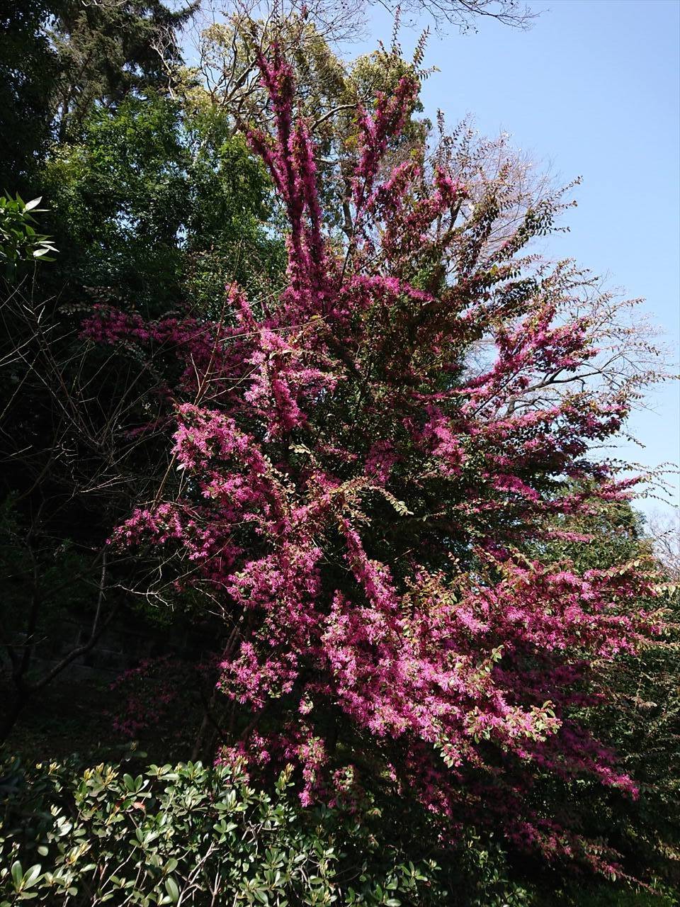 /zoo/nogeyama/authorc8504/DSC_7935_R.jpg