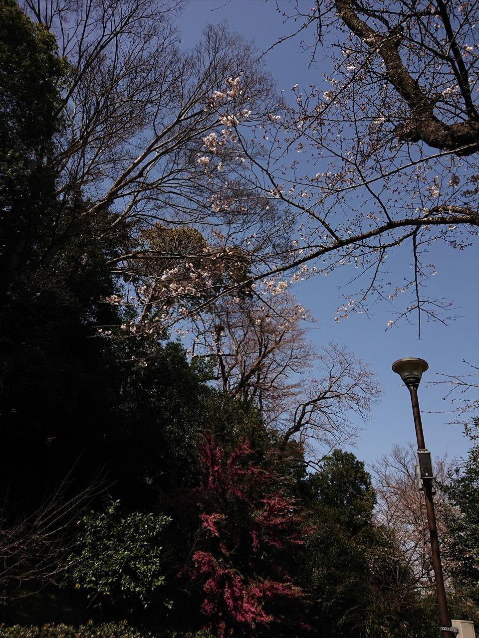 /zoo/nogeyama/authorc8504/DSC_7937_R.jpg