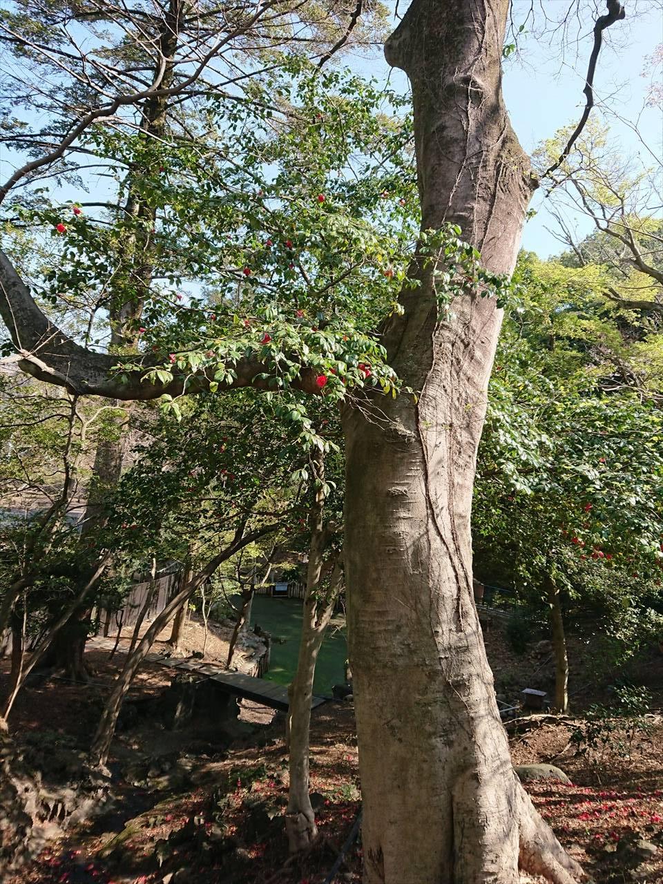 /zoo/nogeyama/authorc8504/DSC_9015_R.jpg