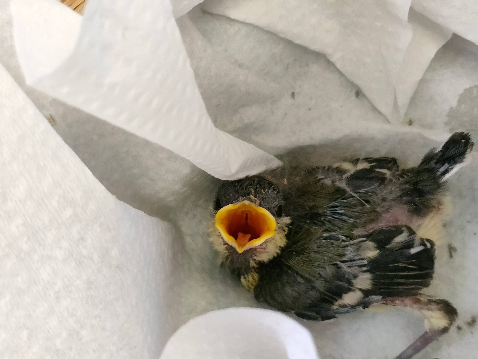 やってきたヒナたち 動物トピックス 野毛山動物園公式サイト 公益財団法人 横浜市緑の協会