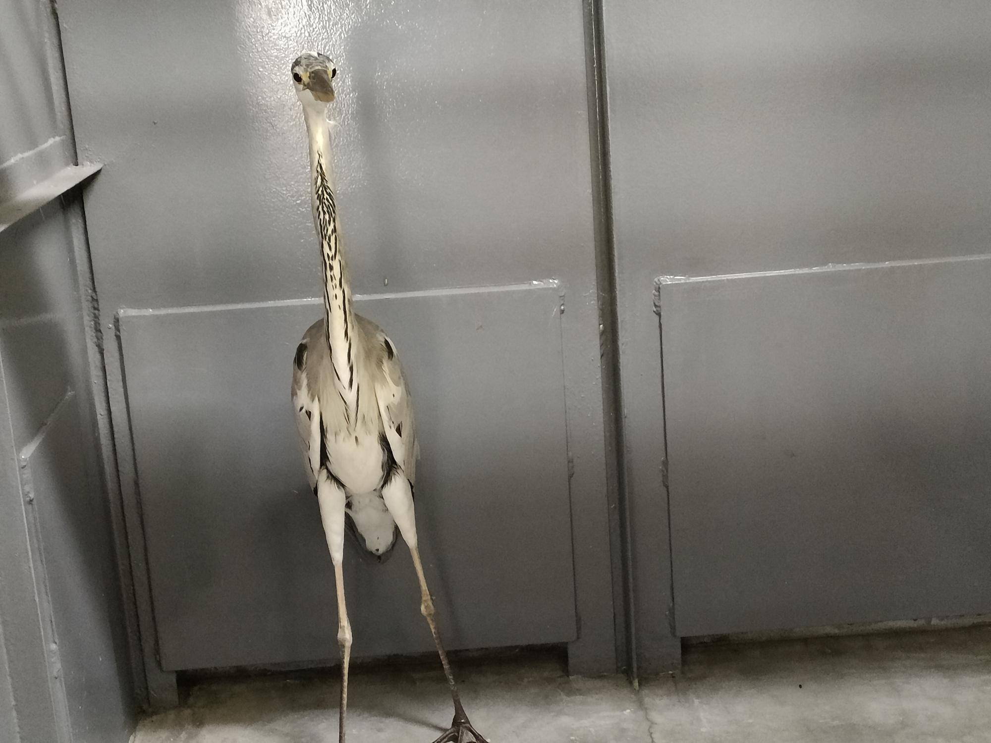 正面を見つめるアオサギ