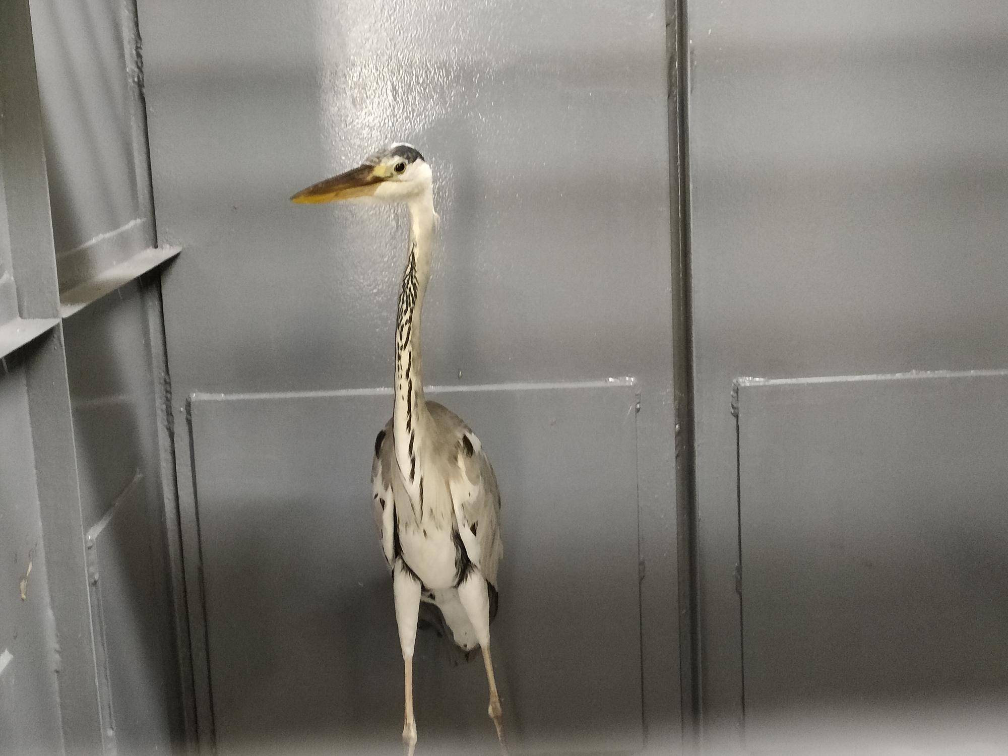 キメ顔のアオサギ