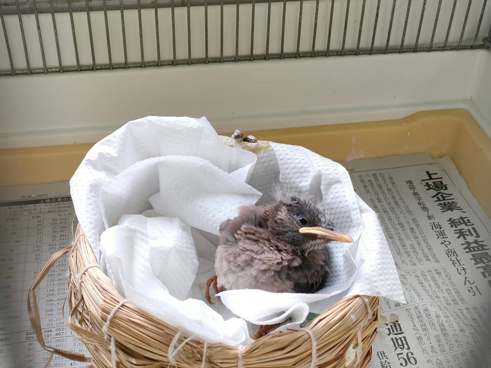 やってきたヒナたち 動物トピックス 野毛山動物園公式サイト 公益財団法人 横浜市緑の協会
