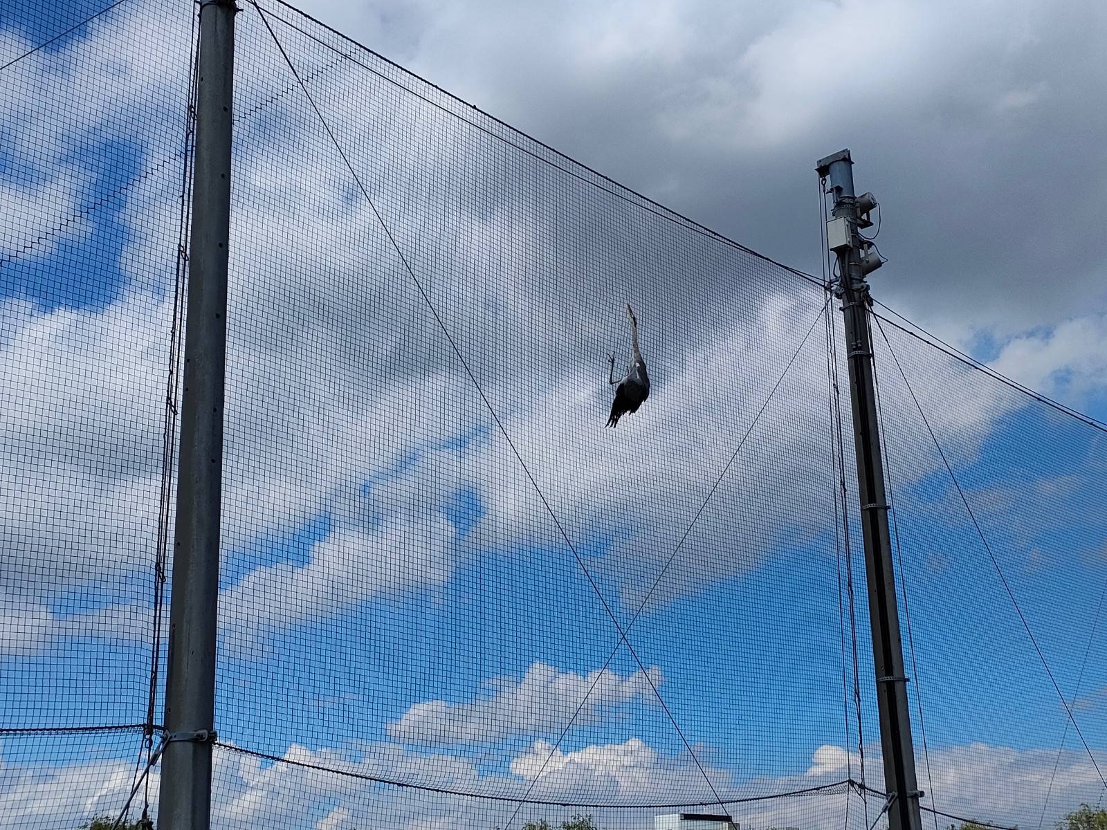 網にくっつくアオサギ