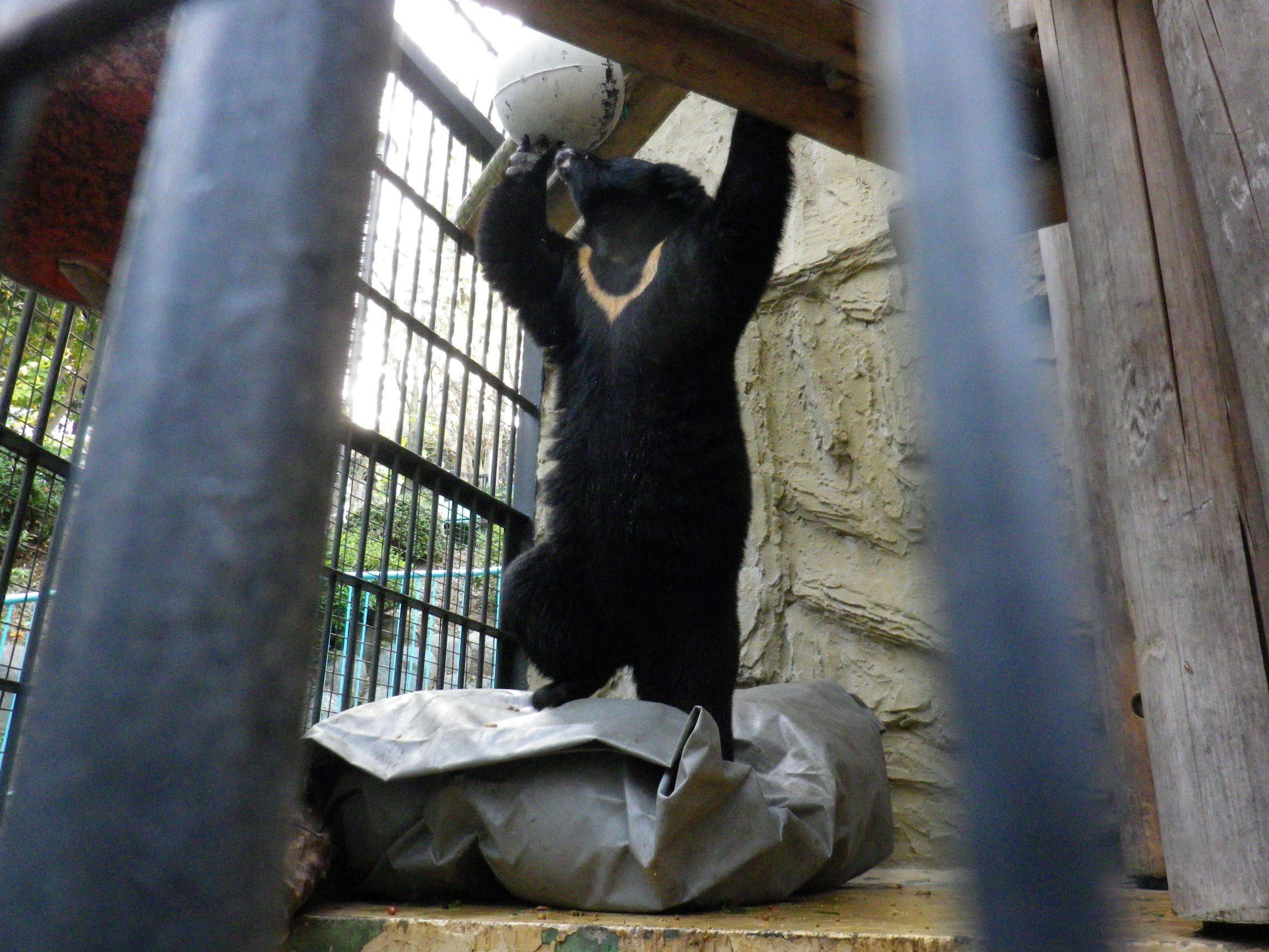 クマだって エクササイズ 動物トピックス 野毛山動物園公式サイト 公益財団法人 横浜市緑の協会