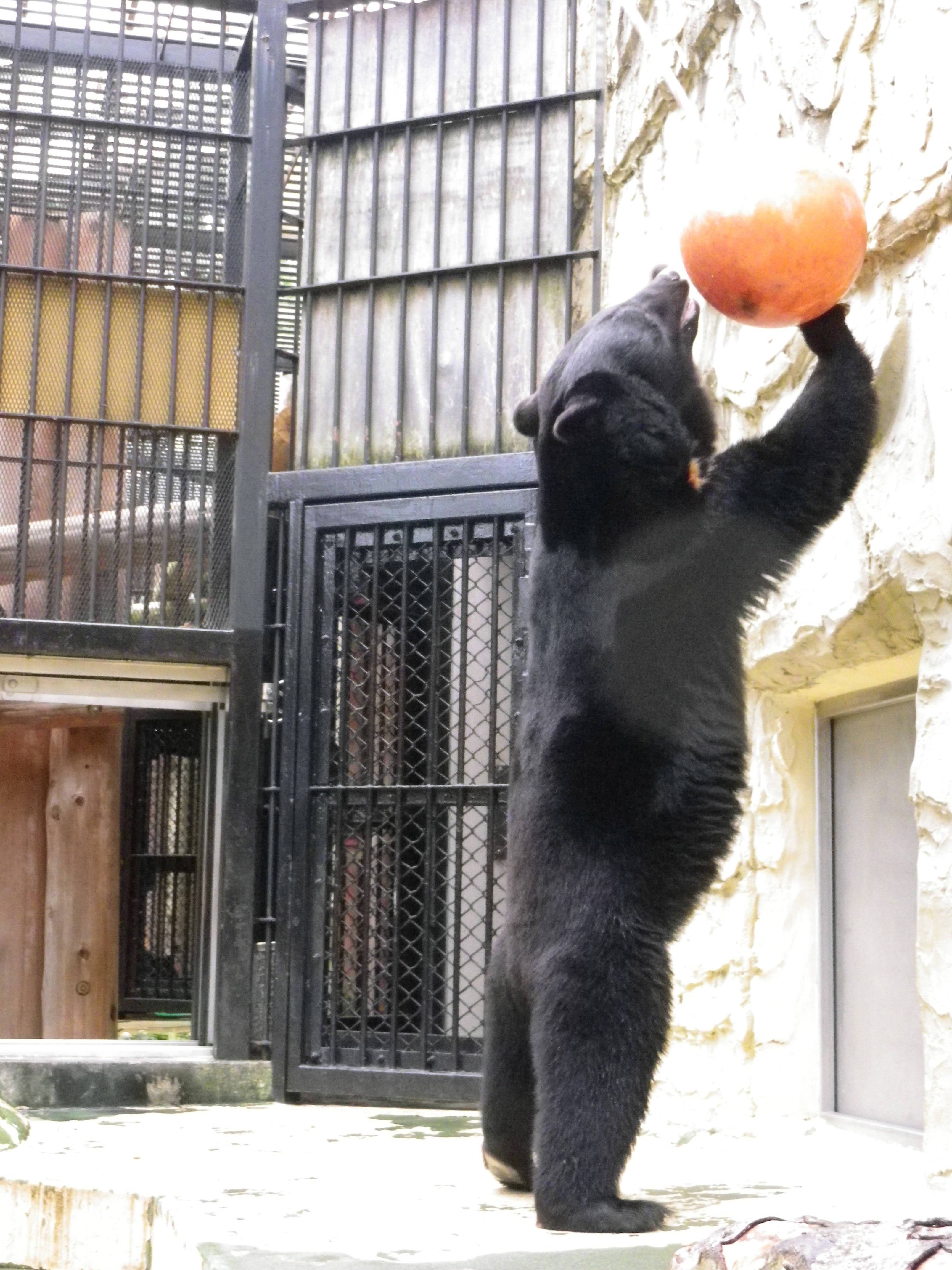 動物の平日 のいち動物公園 - Search / X