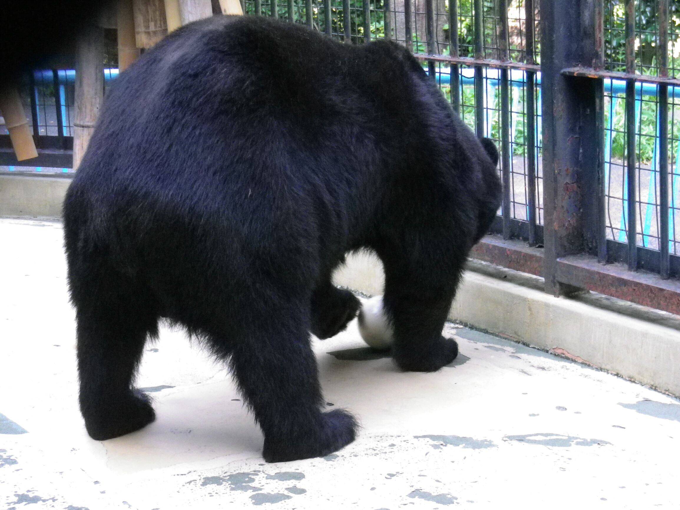 クマに珍味 動物トピックス 野毛山動物園公式サイト 公益財団法人 横浜市緑の協会
